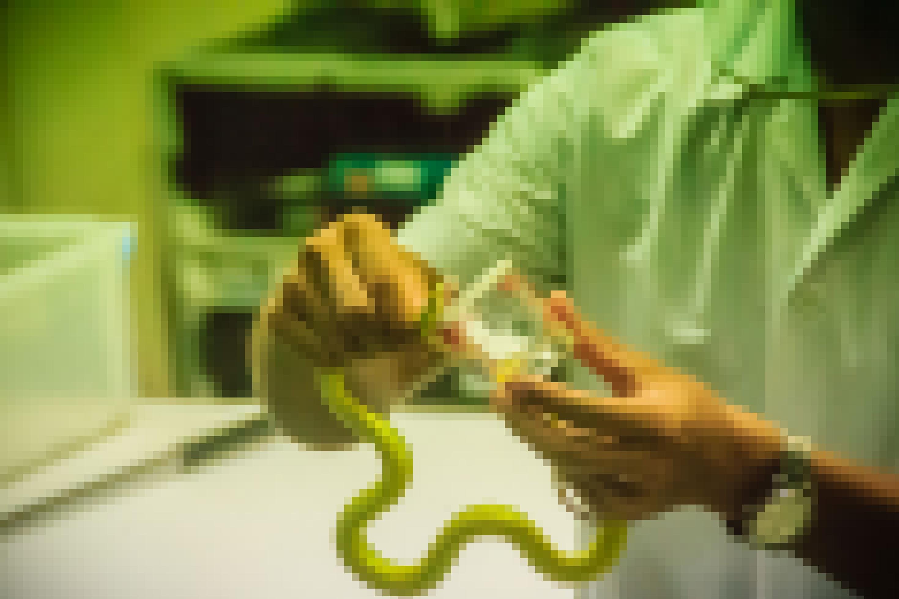 Ein Mann hält eine grüne Schlange und lässt sie in einen Becher beißen, so dass das gelbliche Gift sich dort sammelt.