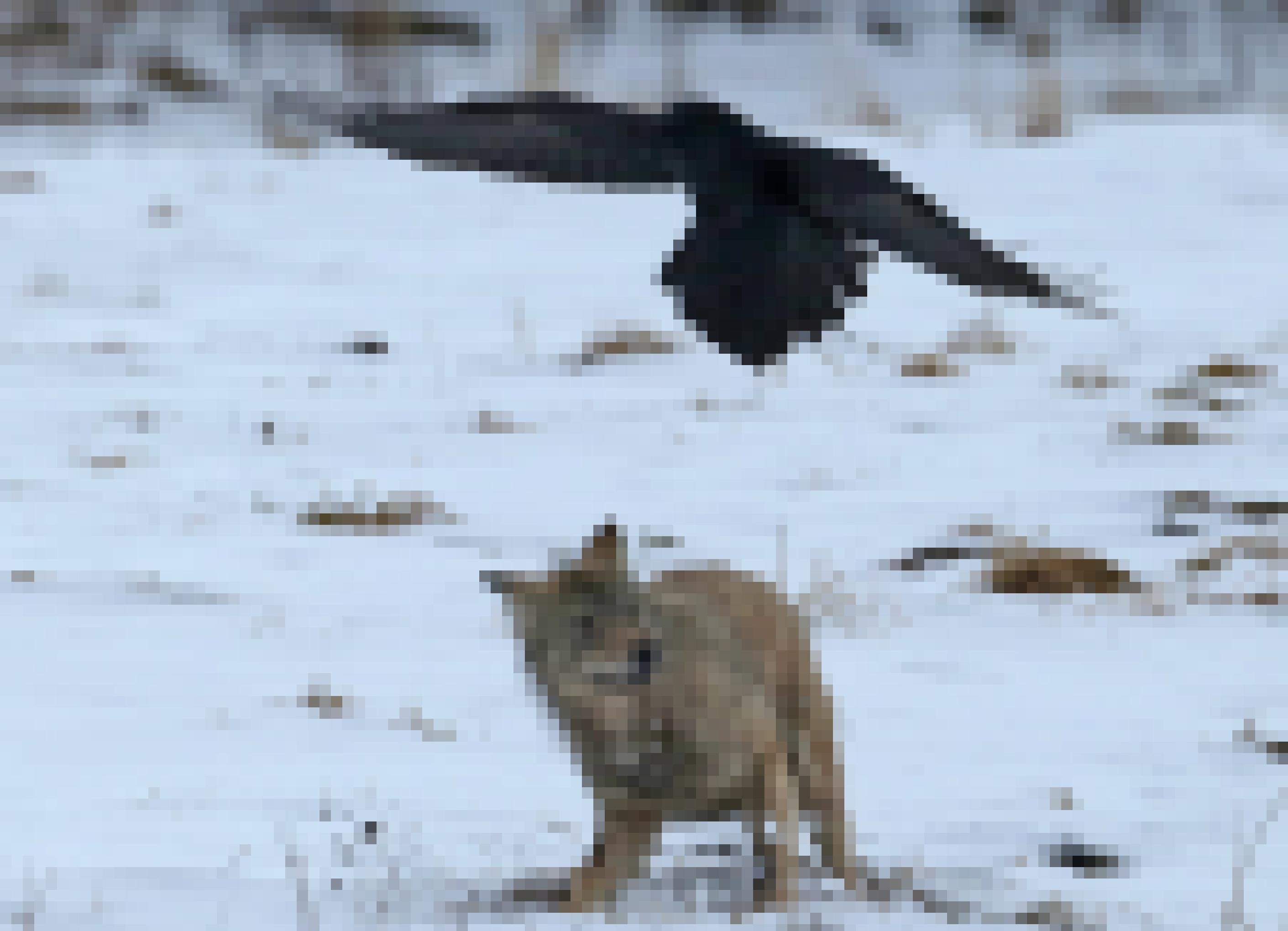 Ein Kolkrabe attackiert einen jungen Wolf im Schnee.