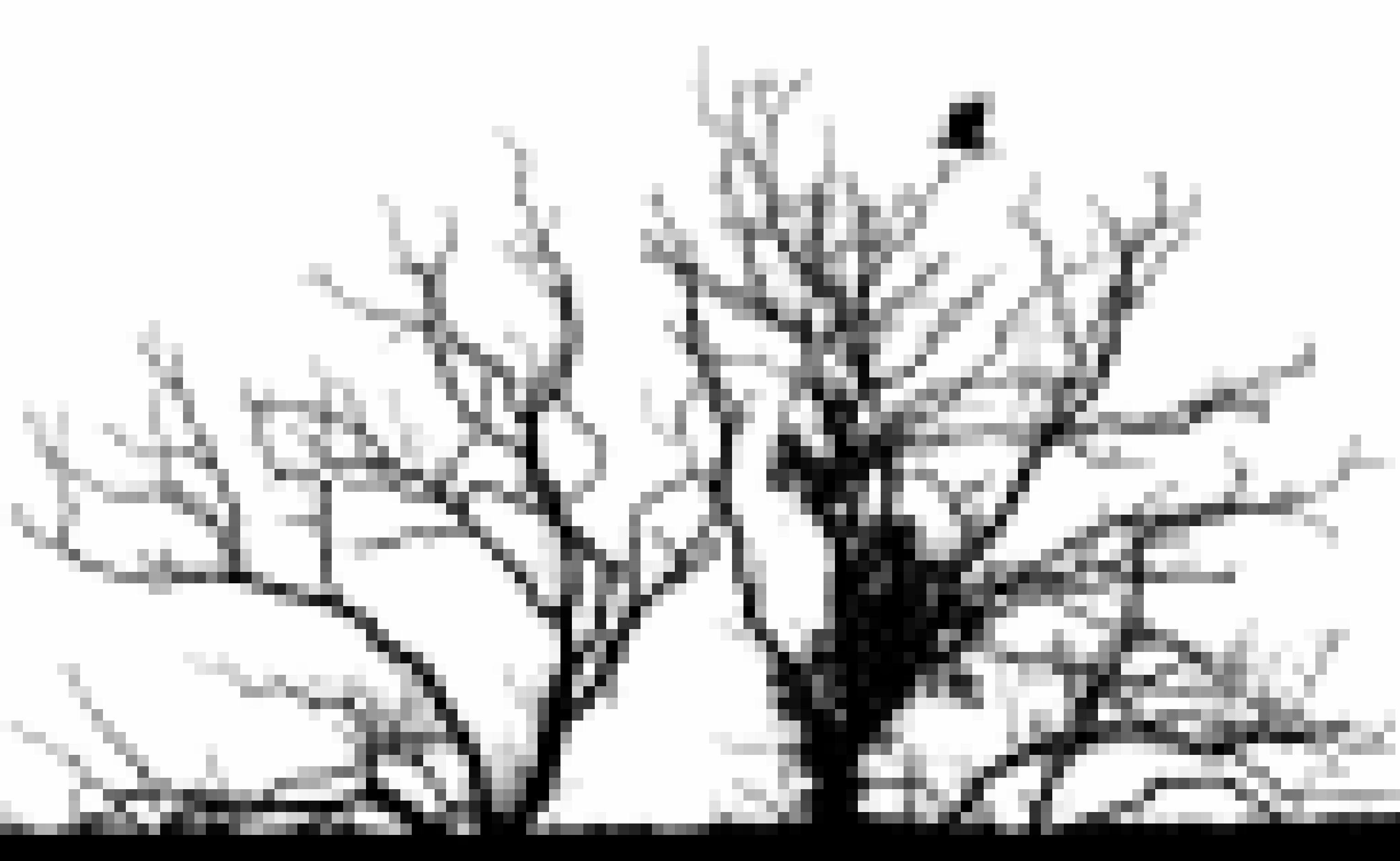 Ein Kolkrabe fliegt in einen kahlen Baum. Baum und Vogel sind nur als Silhouette erkennbar.