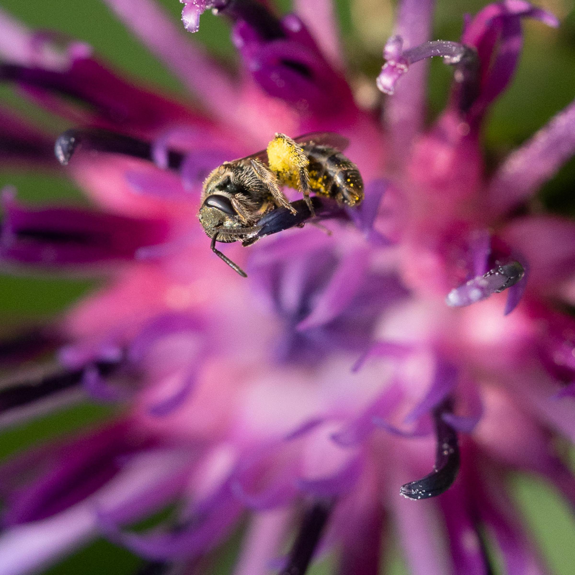 Eine kleine schlanke Biene mit dicken gelben Pollenhöschen inmitten einer violetten Blüte