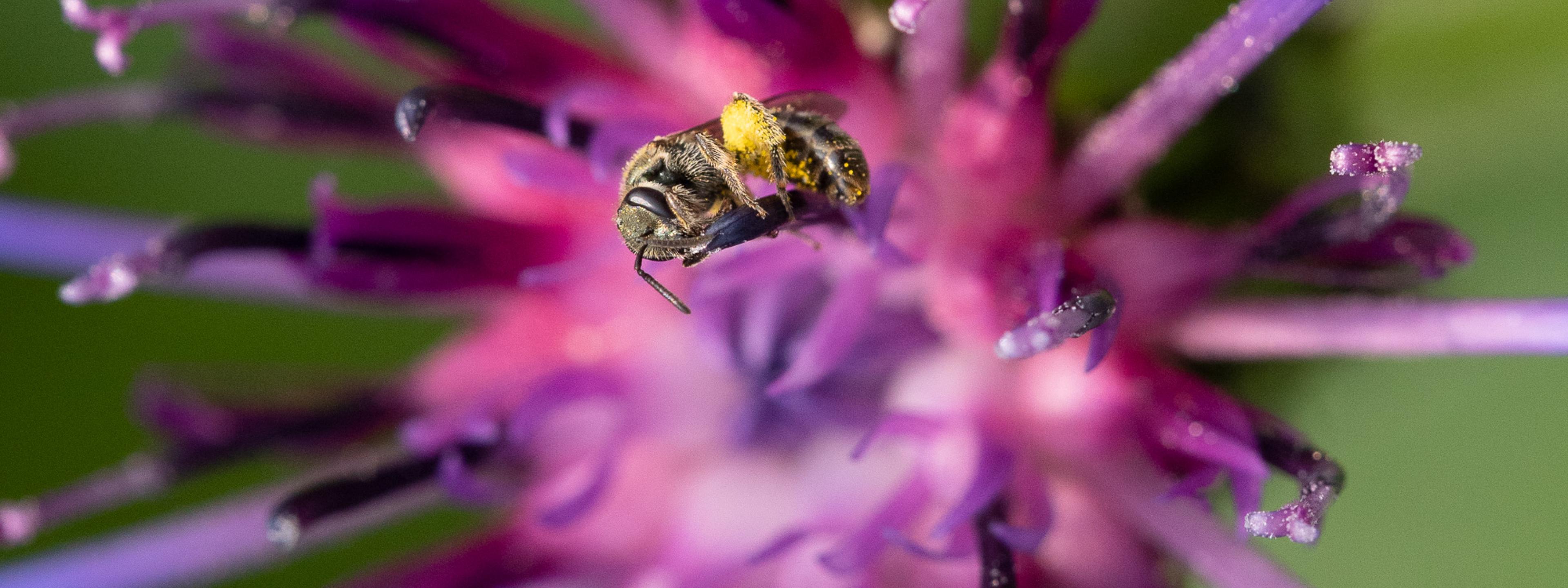 Eine kleine schlanke Biene mit dicken gelben Pollenhöschen inmitten einer violetten Blüte