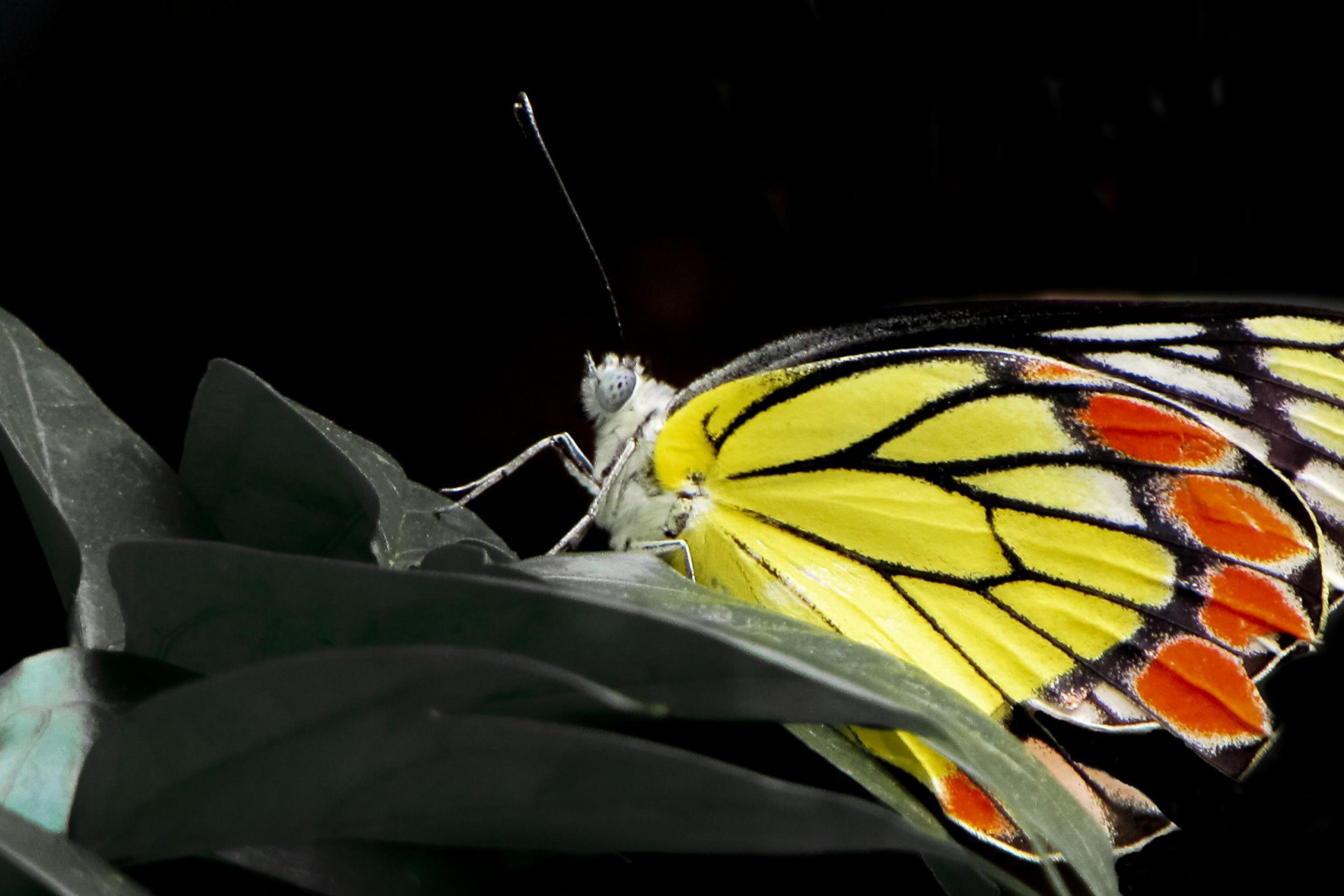 Ein Schmetterling mit gelb-orangenen Flügeln, die von schwarzen Adern durchzogen sind.