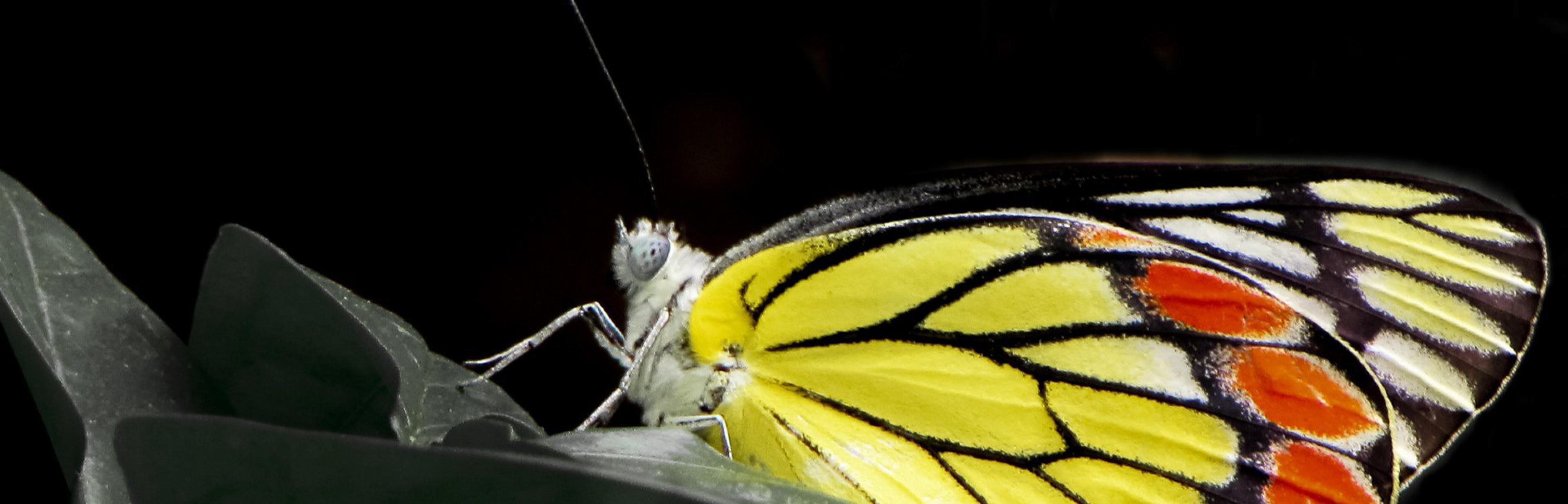 Ein Schmetterling mit gelb-orangenen Flügeln, die von schwarzen Adern durchzogen sind.