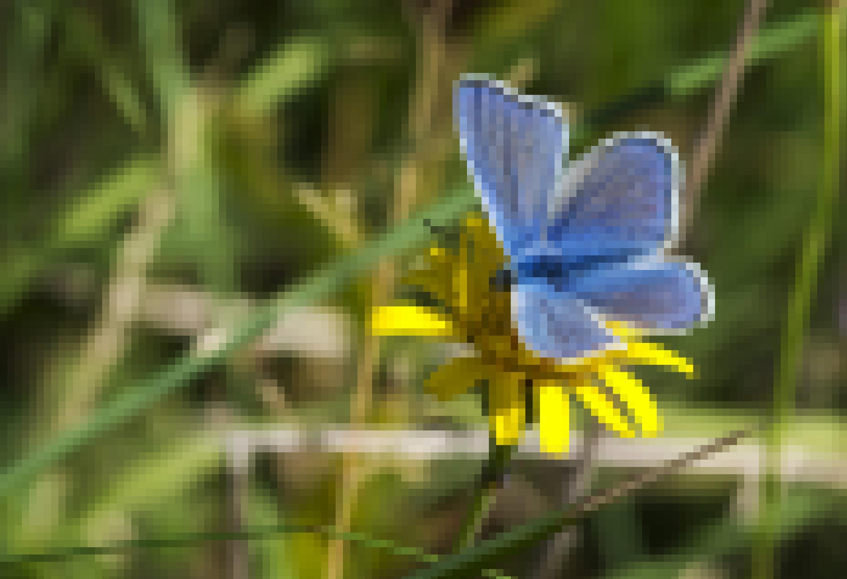 Blauer Schmetterling auf gelber Blume