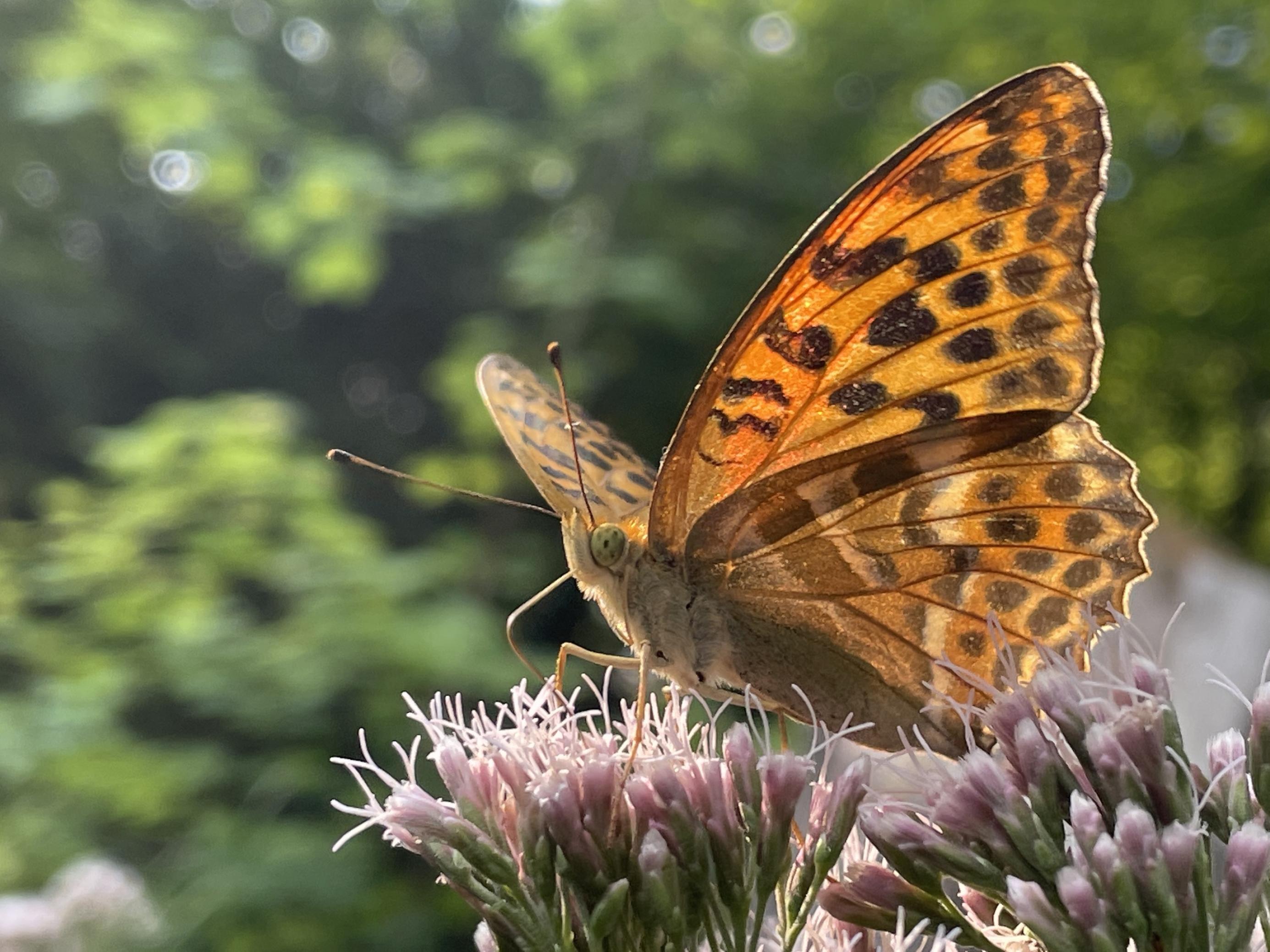 Orangefarbener Schmetterling in Großaufnahme im Gegenlicht, auf einer Blüte sitzend, 