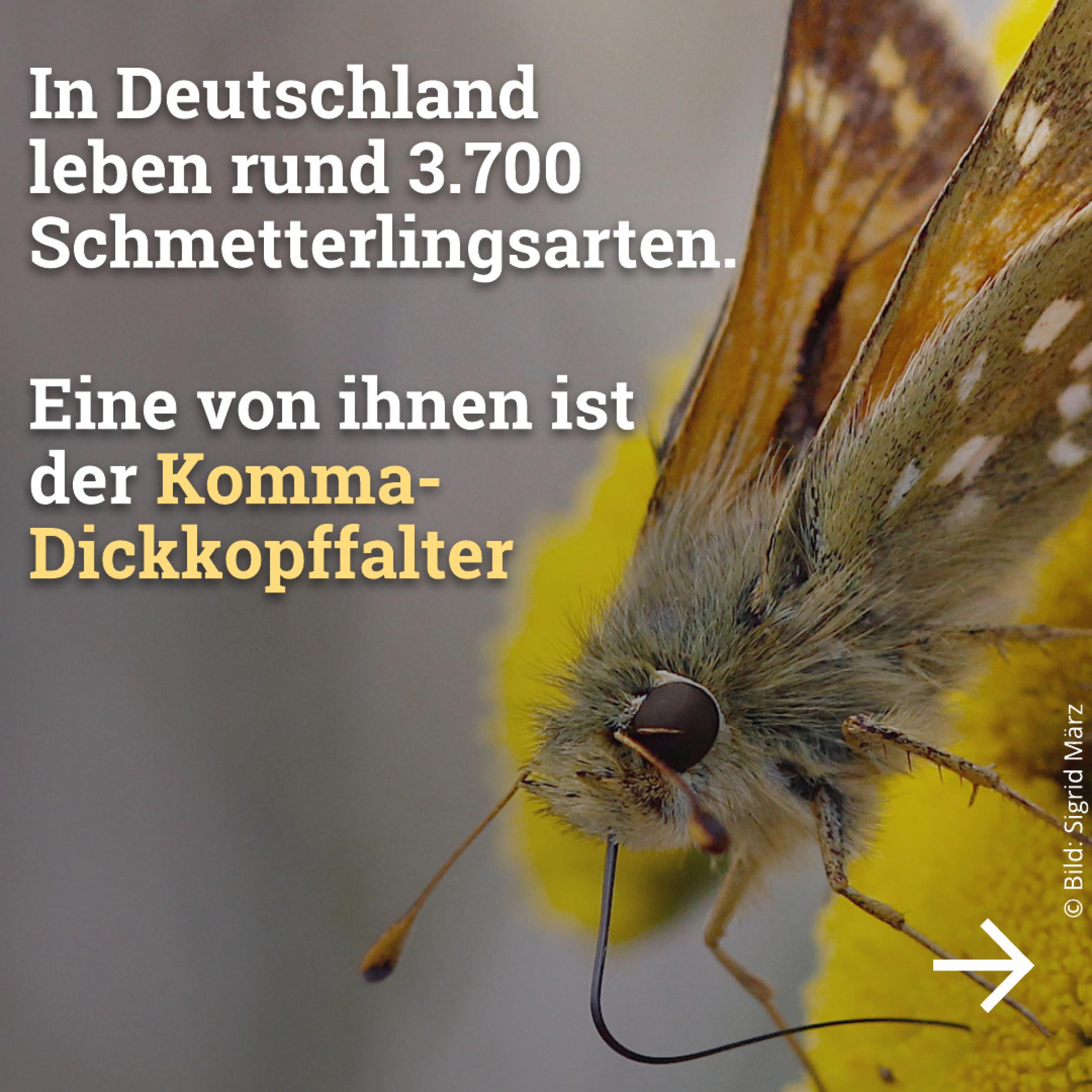 In Deutschland leben rund 3.700 Schmetterlingsarten. Eine von ihnen ist der Komma-Dickkopffalter