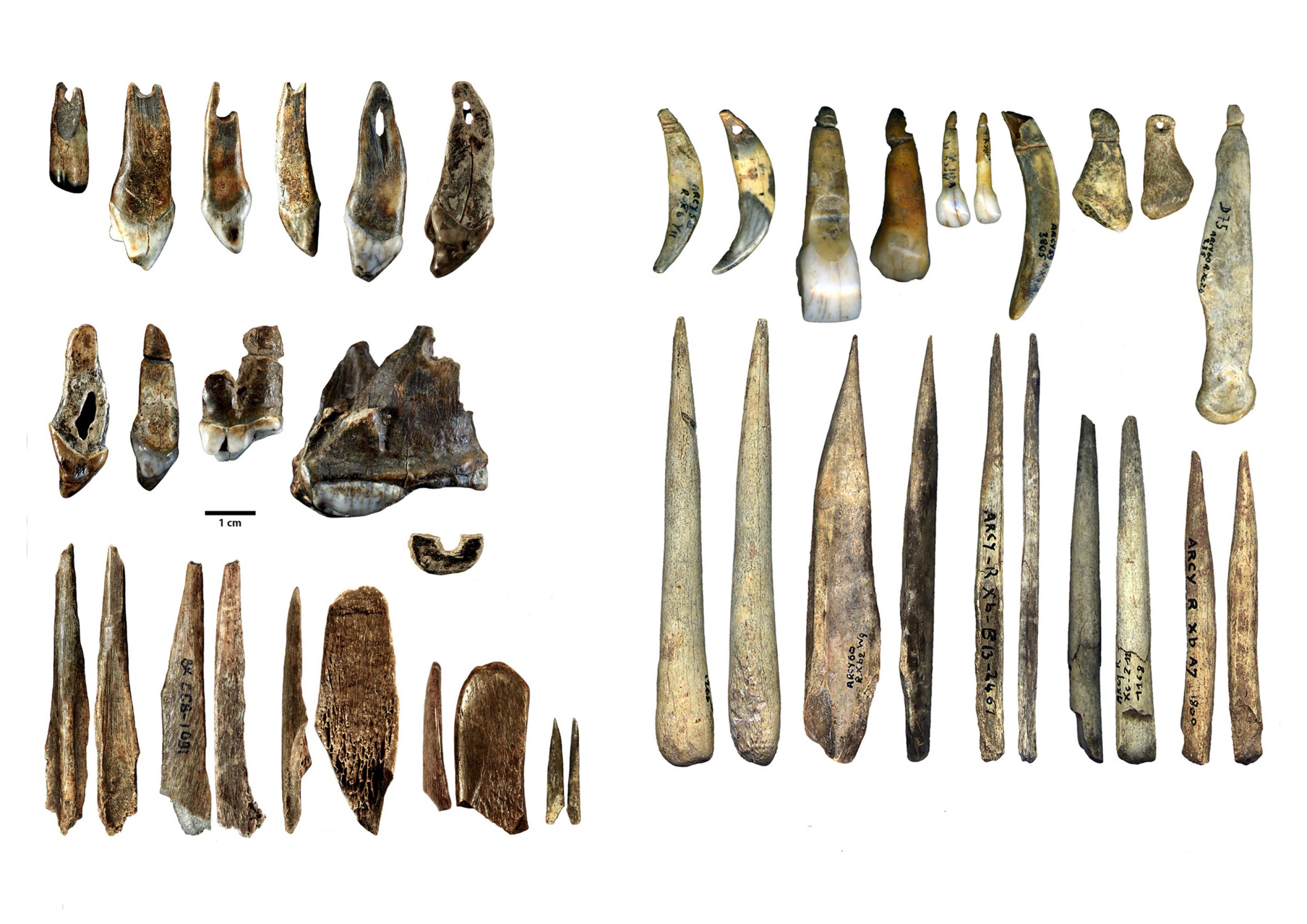 In der linken Bildhälfte sind in drei Reihen übereinander längliche Knochenwerkzeuge sowie kleine Schmuckgegenstände, etwa durchlochte Tierzähne, zu sehen. Sie stammen aus der Bacho-Kiro-Höhle, sind rund 45.000 Jahre alt und wurden von modernen Menschen gefertigt. In der Grotte du Renne in Frankreich fanden sich ganz ähnliche Knochengeräte und Schmuckgegenstände, die auf der rechten Seite des Bildes in zwei Reihen übereinander zu sehen sind. Sie sind einige Jahrtausende jünger und dort lebten in jener Zeit Neandertaler. Die Forscher vermuten daher, dass die Neandertaler diese Kultur vom Homo sapiens übernommen haben.