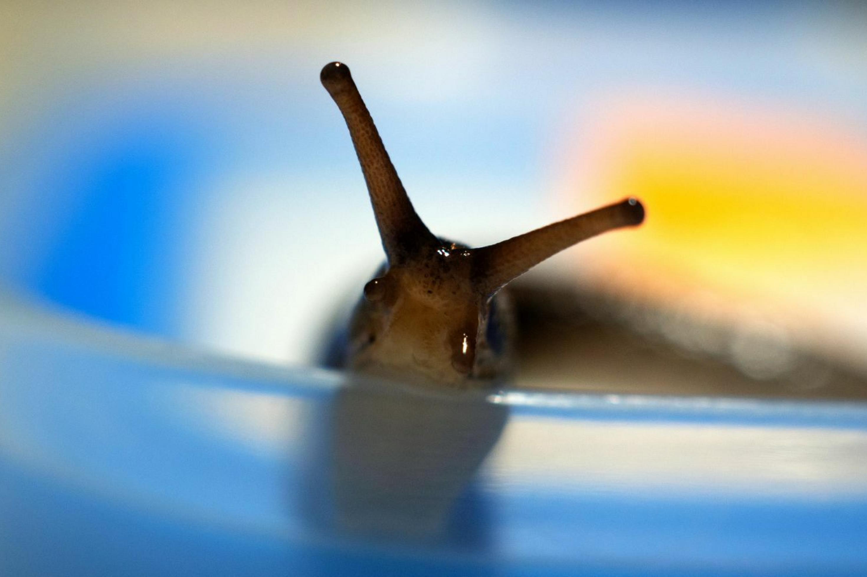 Nacktschnecke kriecht auf den Betrachter zu.