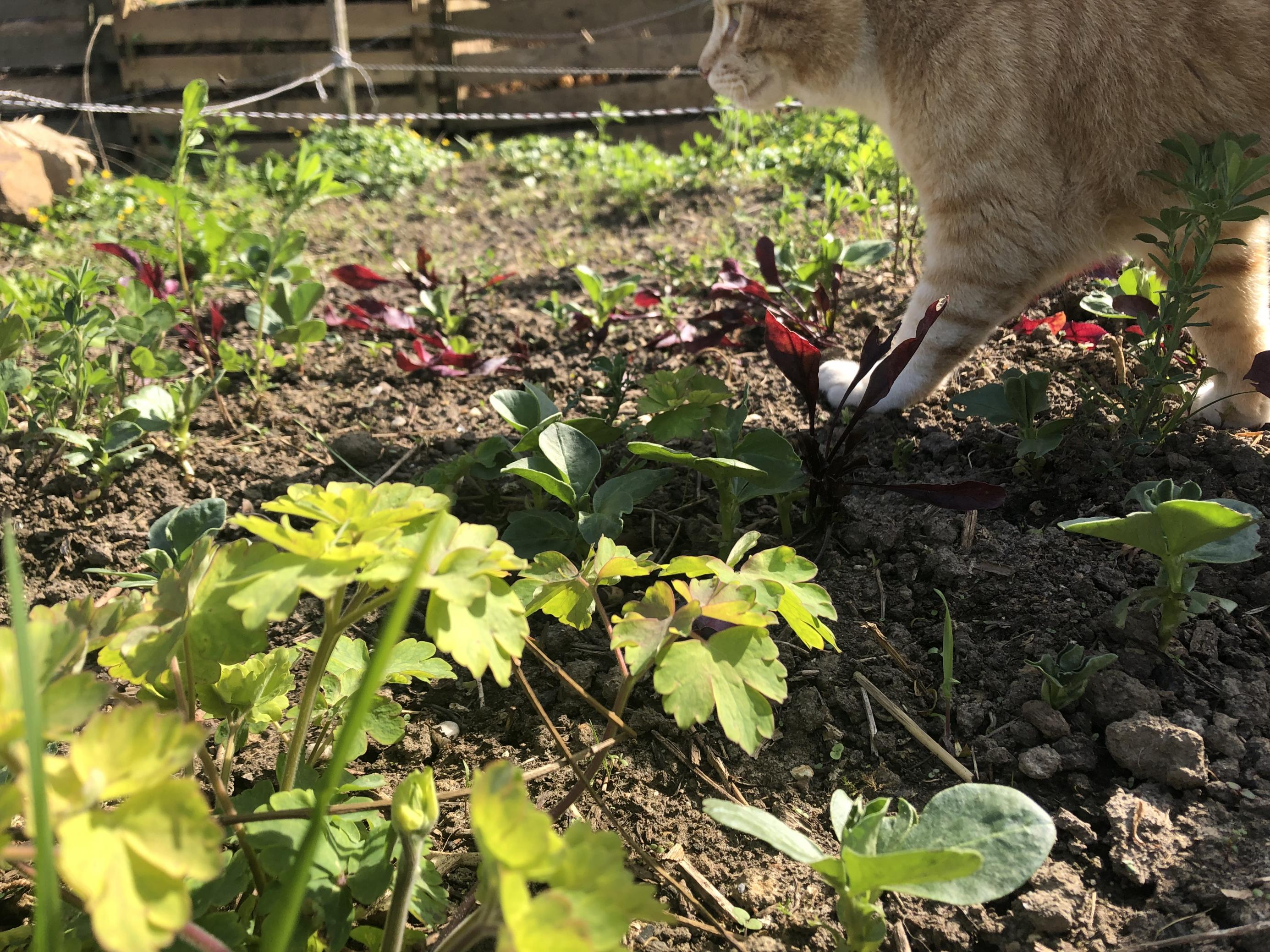 Angeblich mögen Schnecken kein rotes Gemüse. Der Katze ist es egal.