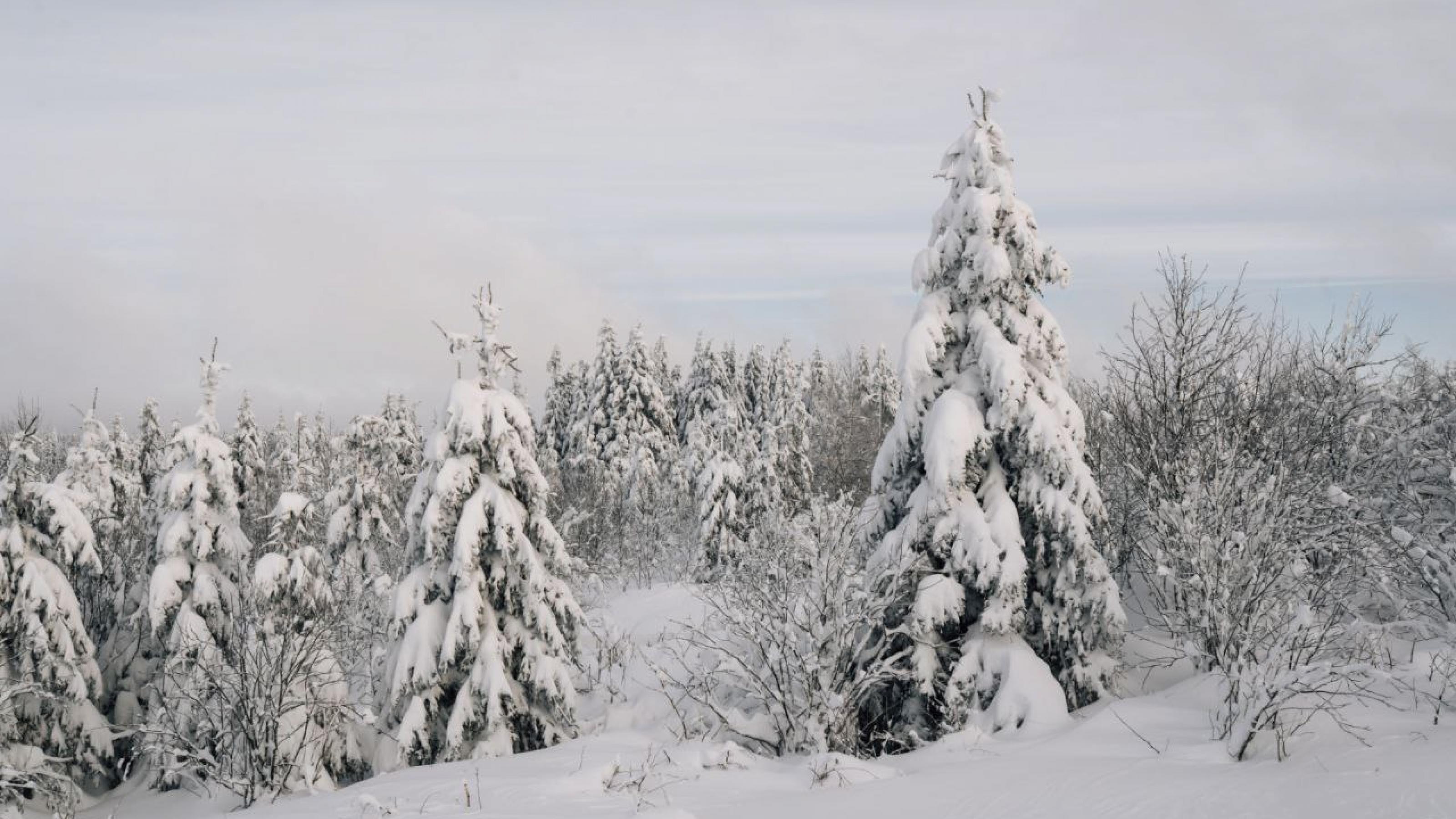 Im Winter liegt der Schnee im Hochschwarzwald oft Meter hoch.