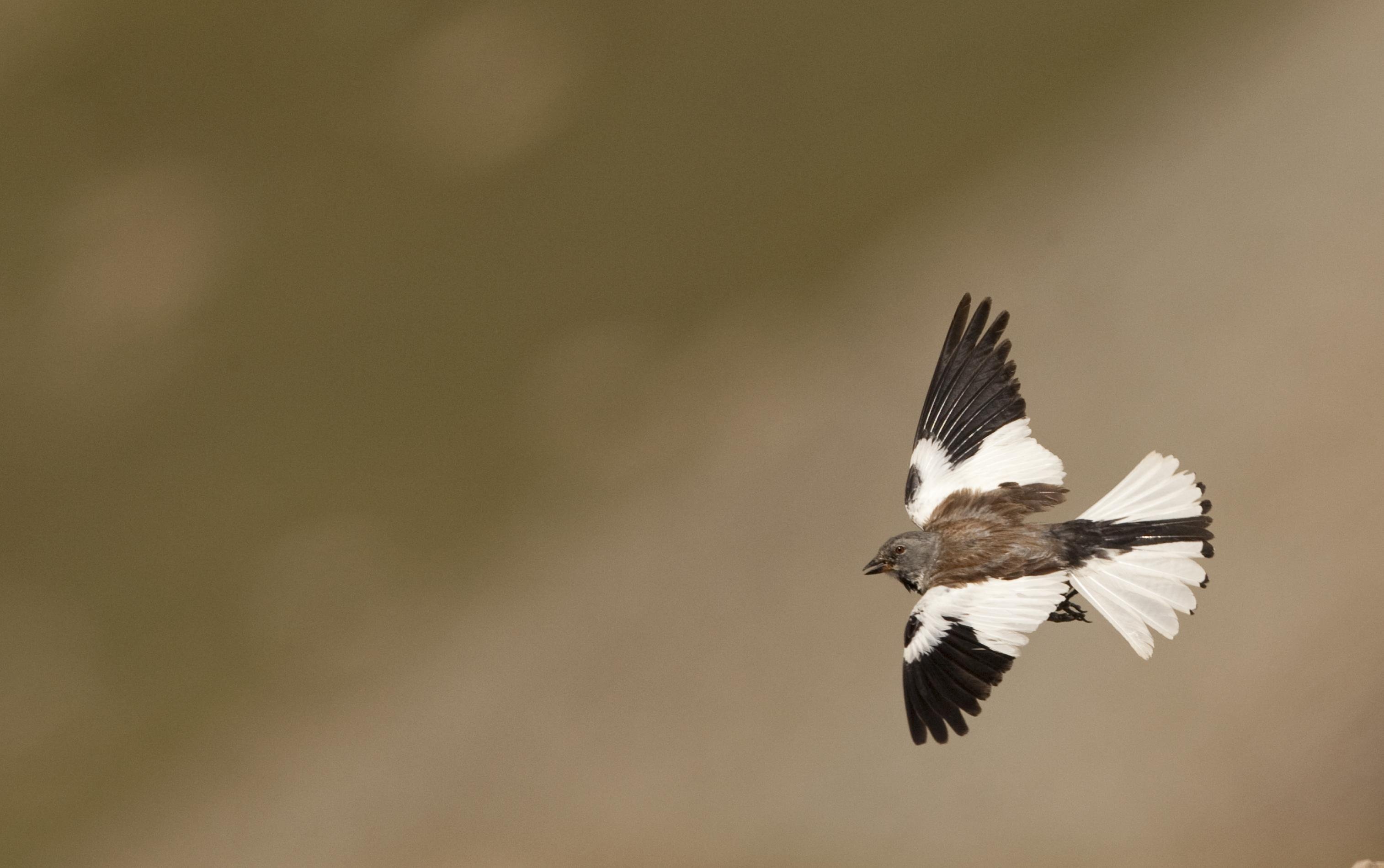 Spatzenartiger Vogel mit ausgebreiteten schwarz-weißen Flügeln im Gleitflug.