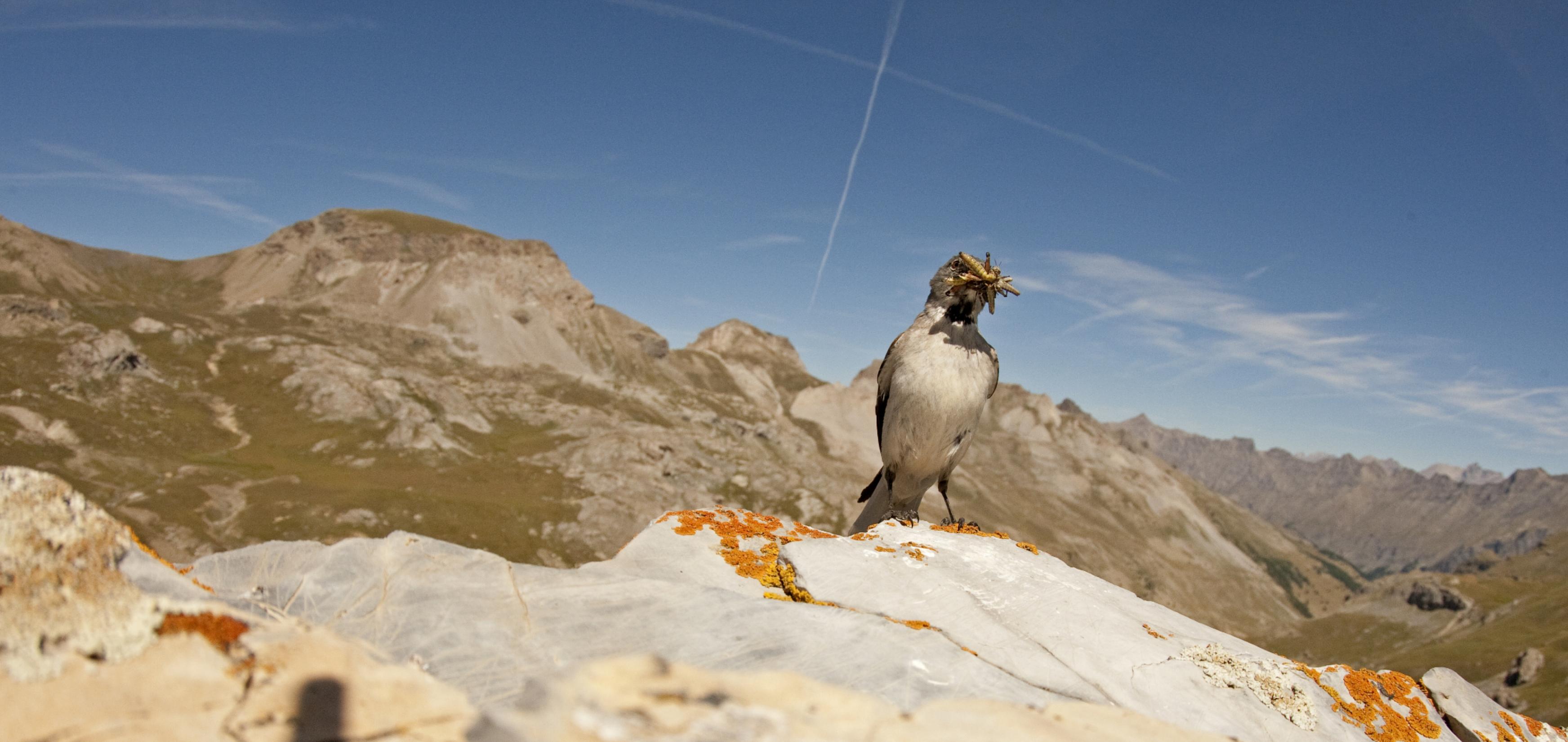 Spatzengroßer Vogel mit Insekten im Schnabel vor Bergkulisse.