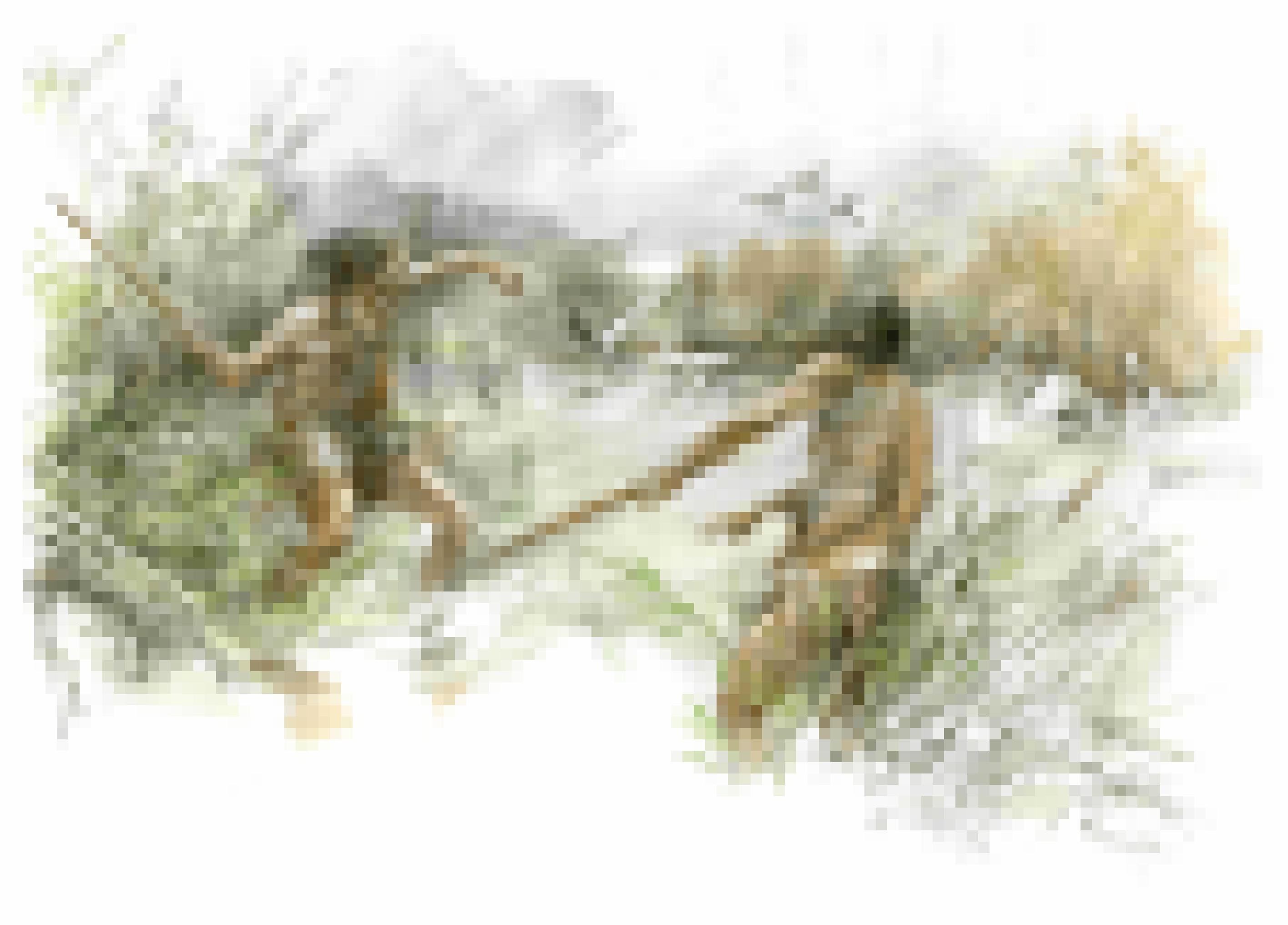 Die Zeichnung zeigt zwei nur leicht bekleidete Urzeit-Jäger am Ufer eines Sees vor 300.000 Jahren, die Wurfstöcke auf Schwäne schleudern. Die an beiden Enden zugespitzten Hölzer drehen sich in der Luft, fliegen schnell über viele Meter Distanz und können Wasservögel tödlich verletzen.