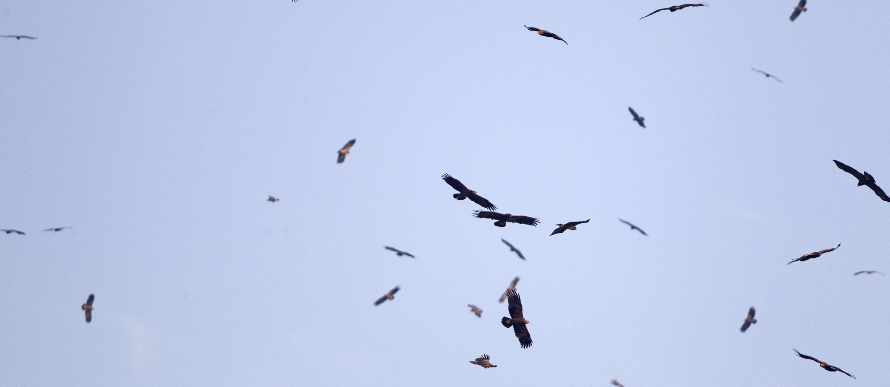 Schreiadler kreisen in der Gruppe am Himmel