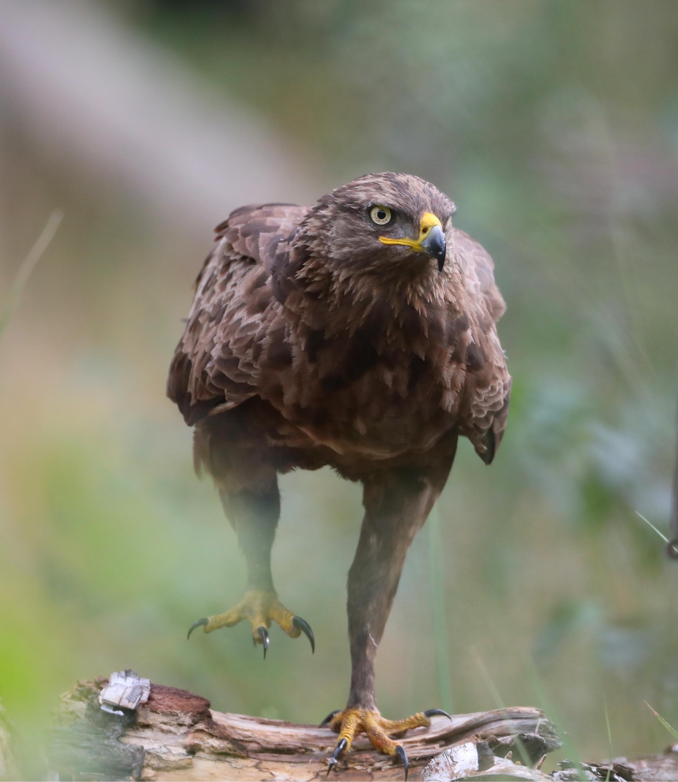 Ein Schreiadler im Porträt auf den Betrachter zulaufend