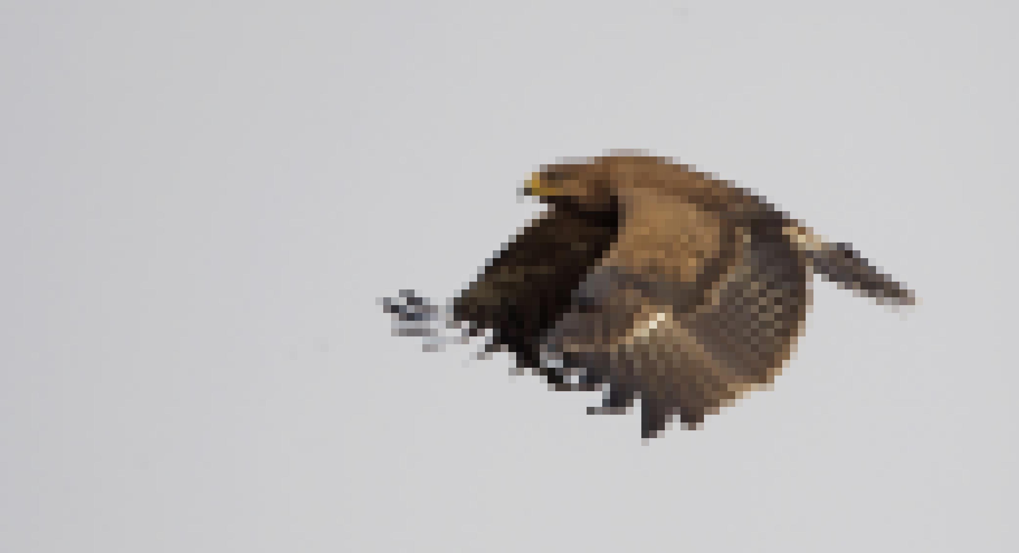 Ein junger Schreiadler fliegt mit tief durchgeschlagenen Flügeln von rechts nach links