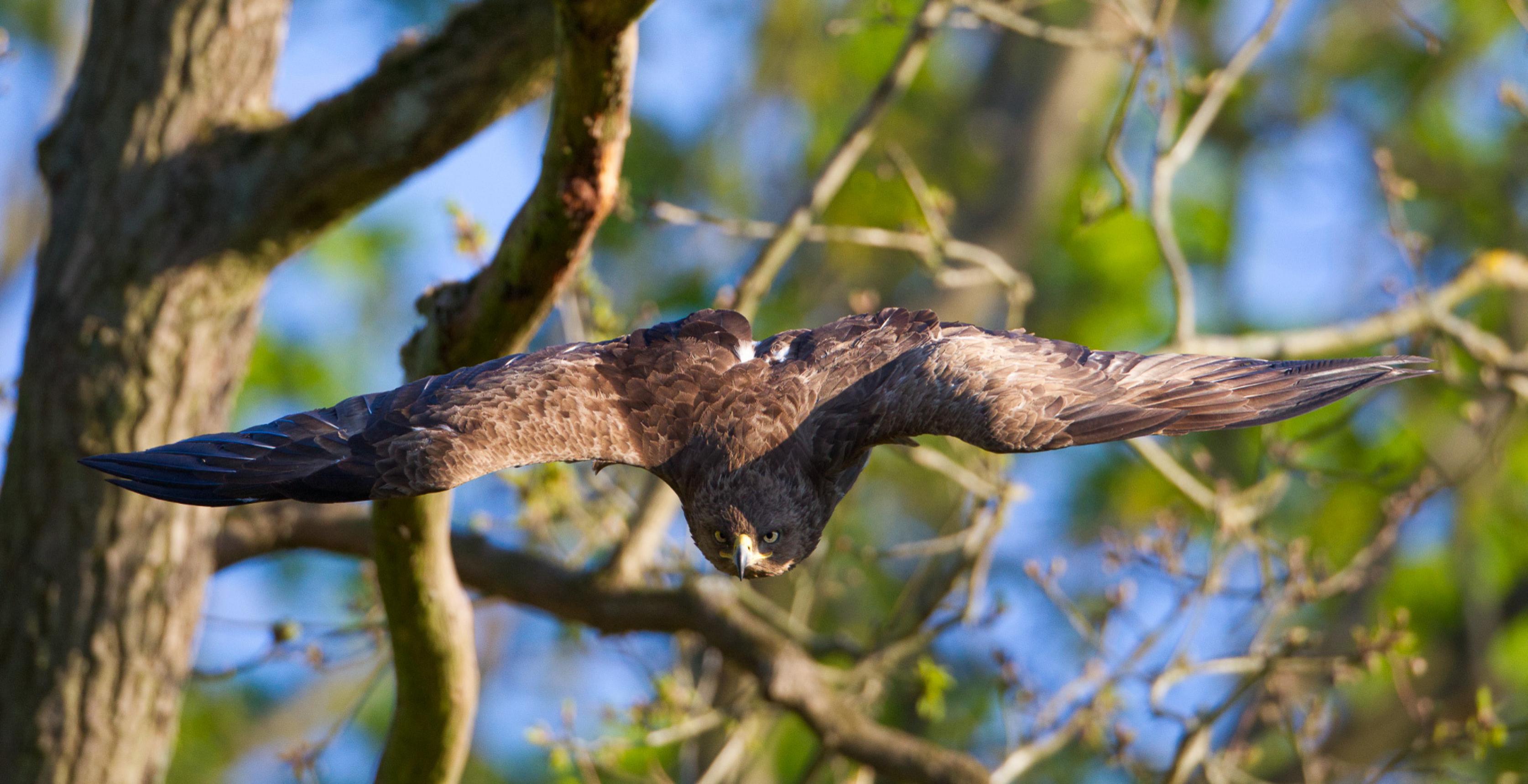 Ein großer brauner Greifvogel fliegt mit weit ausgebreiteten Schwingen auf den Betrachter zu. Im Hintergrund Äste.