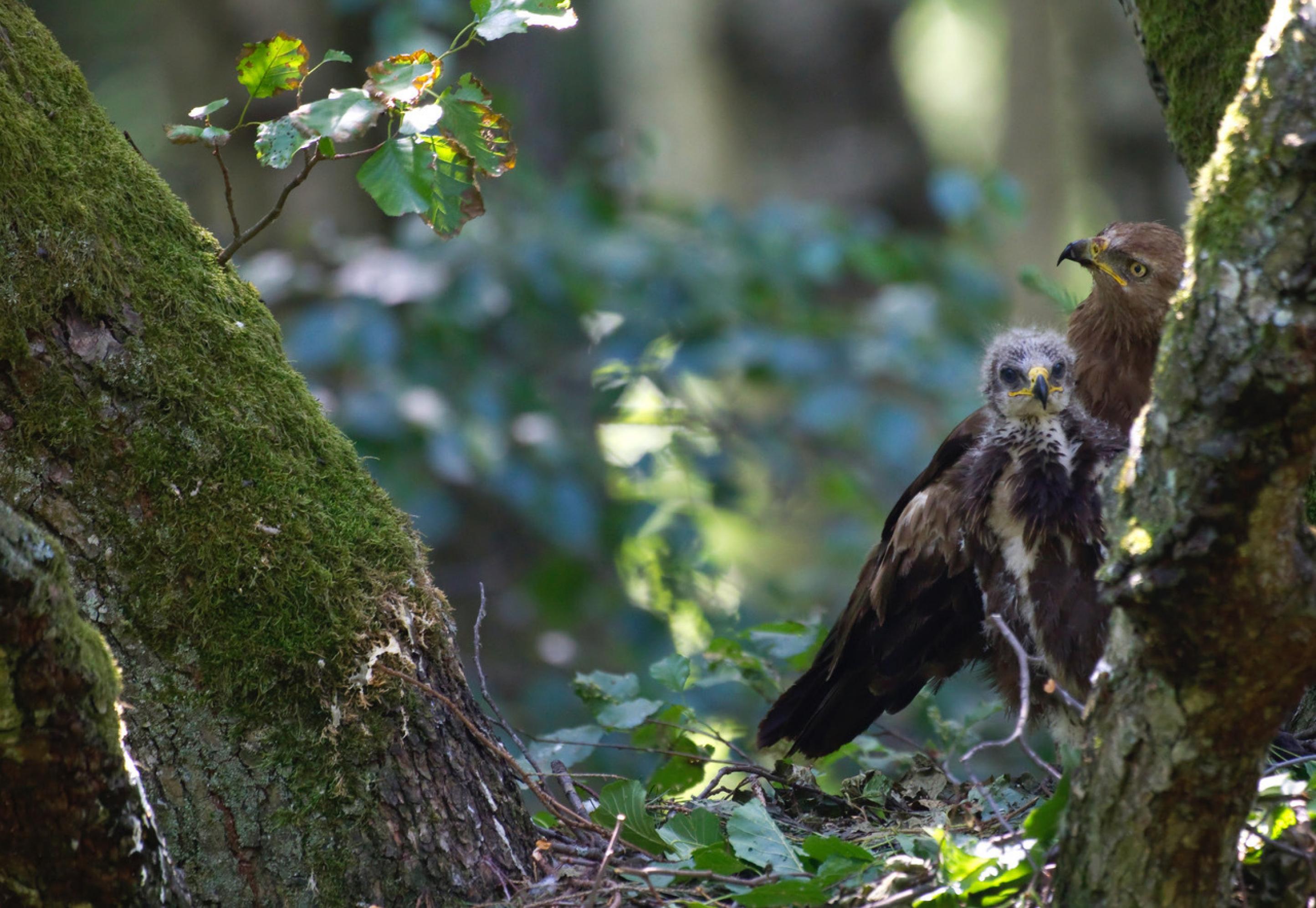 Ein Schreiadler-Küken im Nest im Baum mit seiner Mutter.