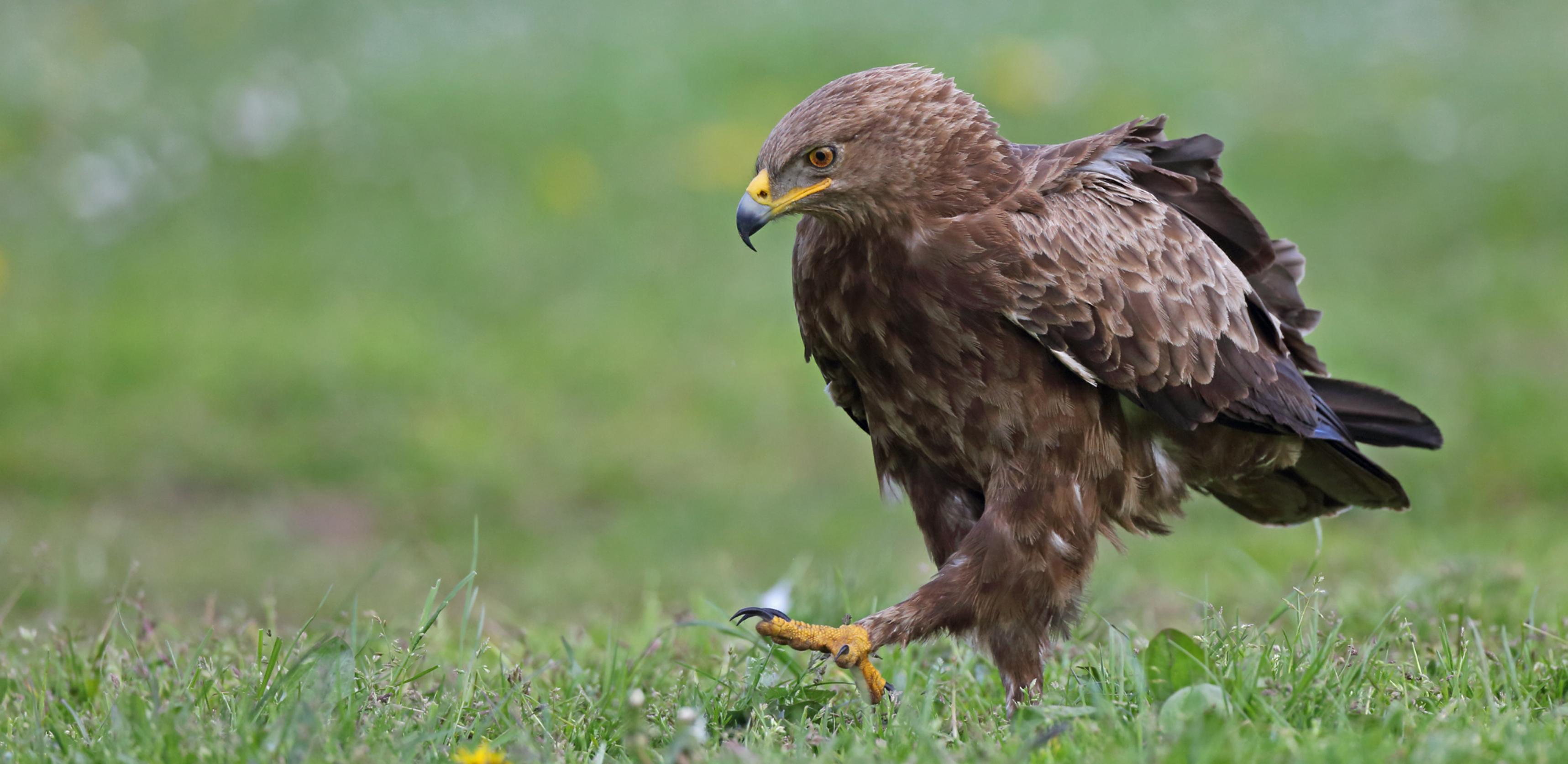 Ein Schreiadler schreitet auf dem Boden einer Wiese, ein Bein vorgestreckt