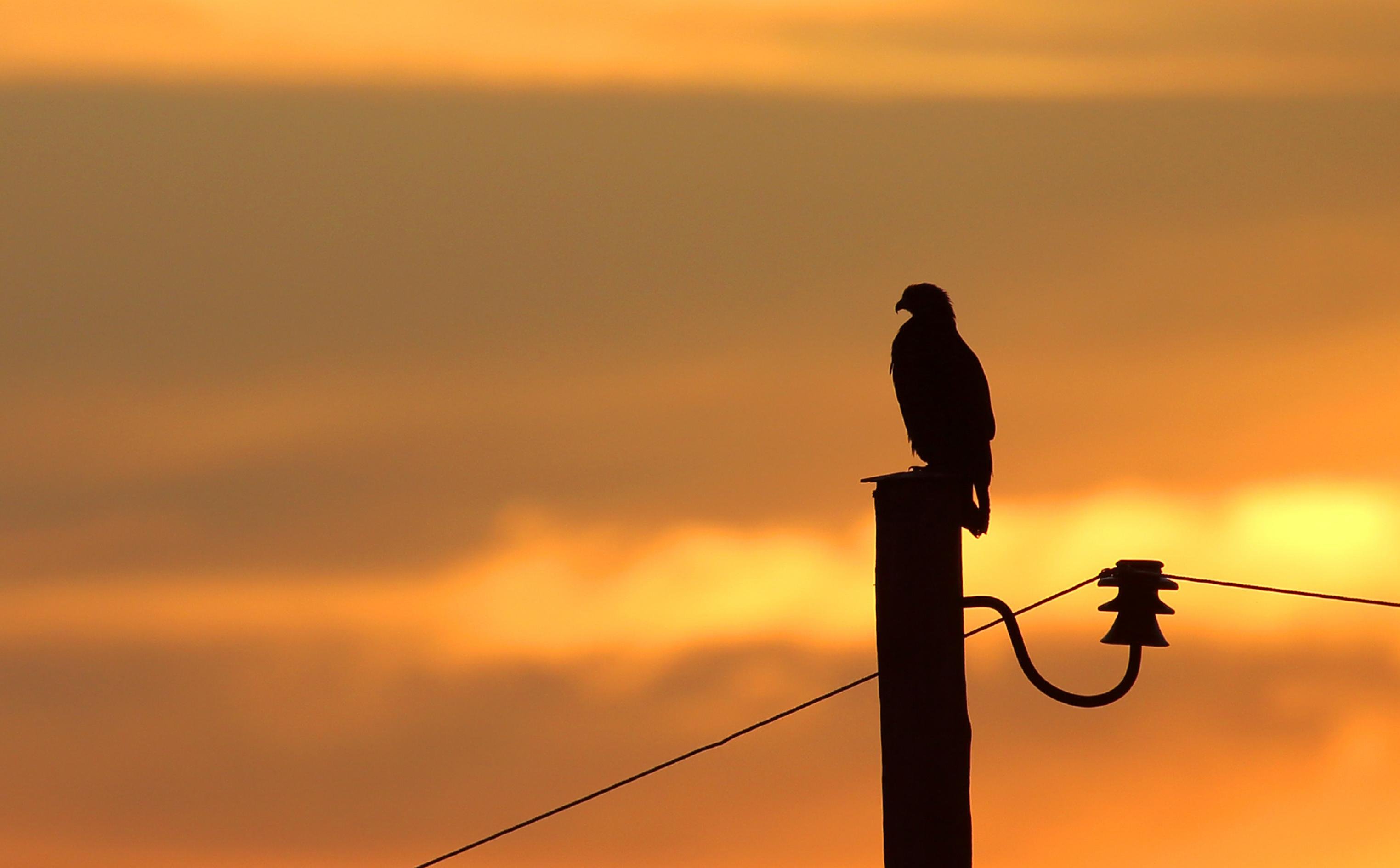 Ein Schreiadler sitzt vor dem Hintergrund der untergehenden Sonne auf einem Leitungsmast
