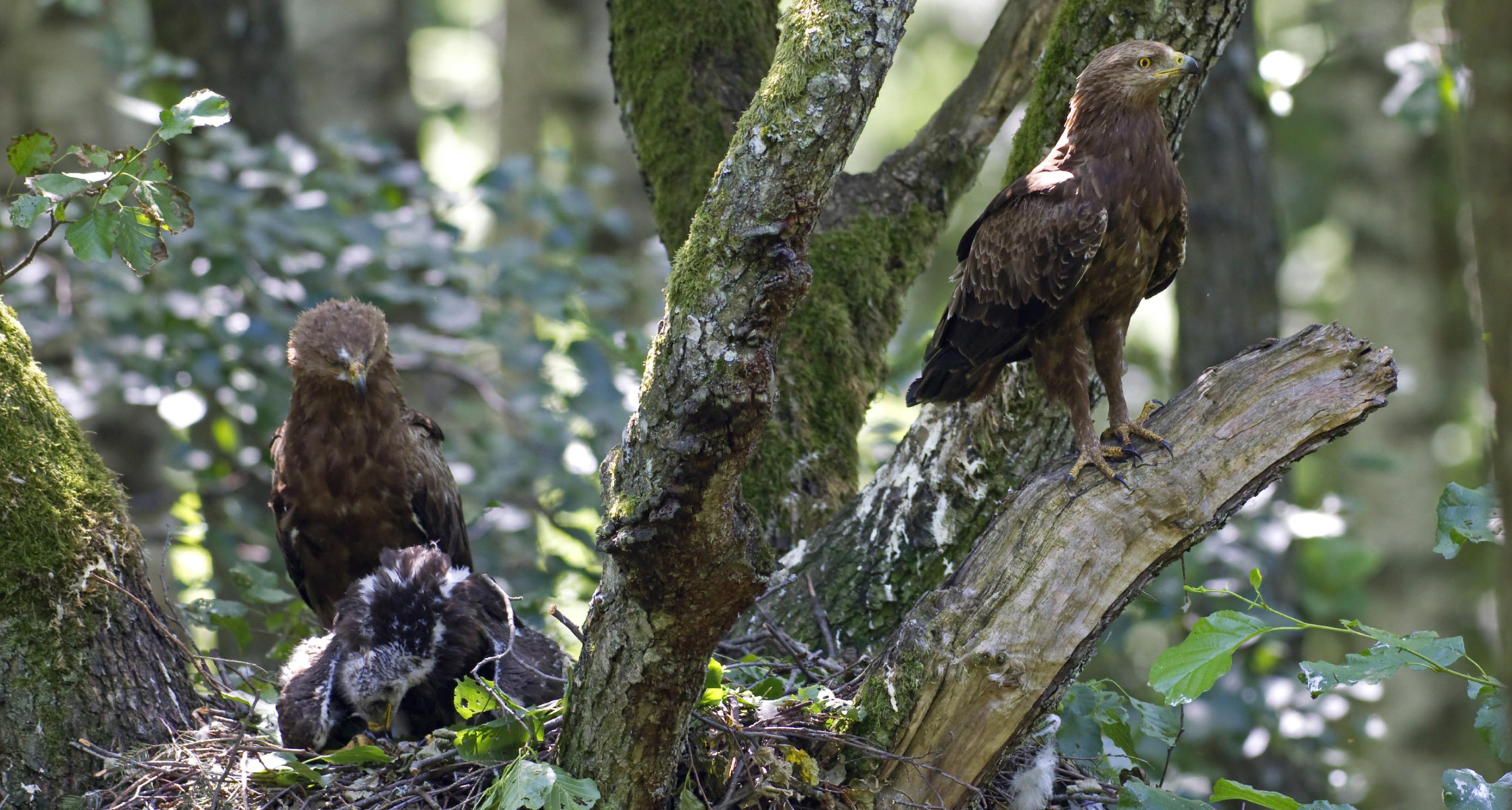 Eine Schreiadler-Familie an ihrem Nest in einem lettischen Revier unweit der russischen Grenze. Das Männchen (rechts) trägt unermüdlich Nahrung herbei, wenn die umliegende Landschaft dies – wie hier – ermöglicht.