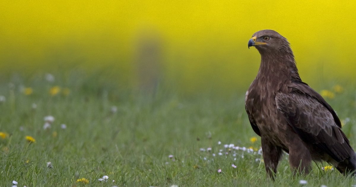 Schreiadler; Der perfekte Wappenvogel für die Agrarwende