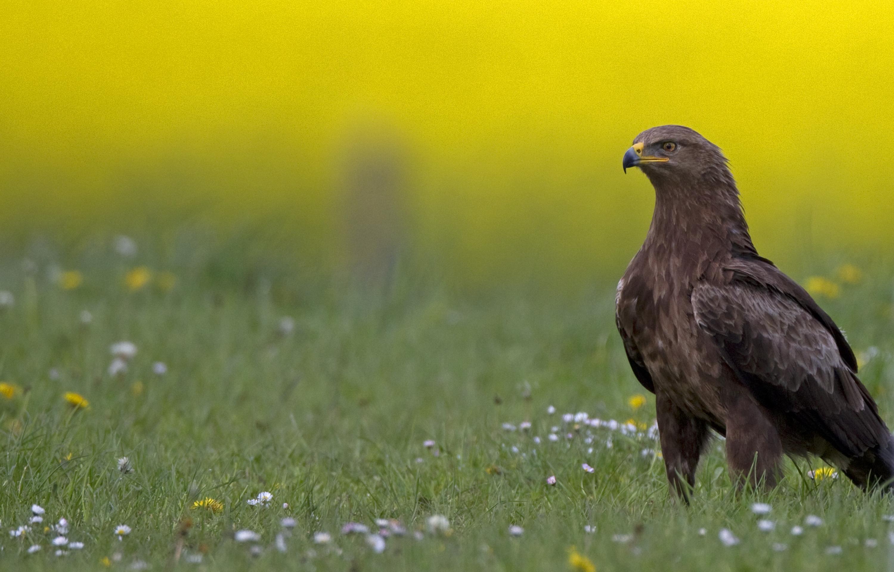 Ein Schreiadler steht auf einer Wiese, im Hintergrund leuchtet ein Rapsfeld gelb