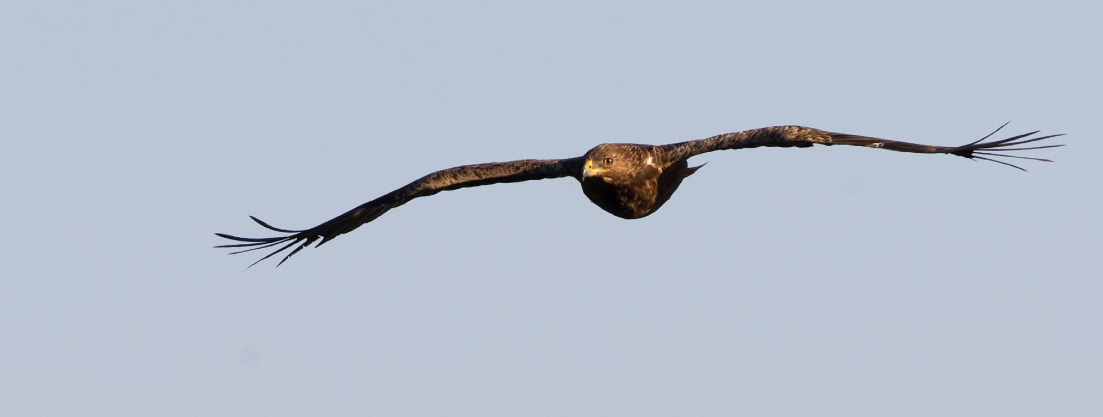 Ein Schreiadler fliegt frontal auf den Fotografen zu