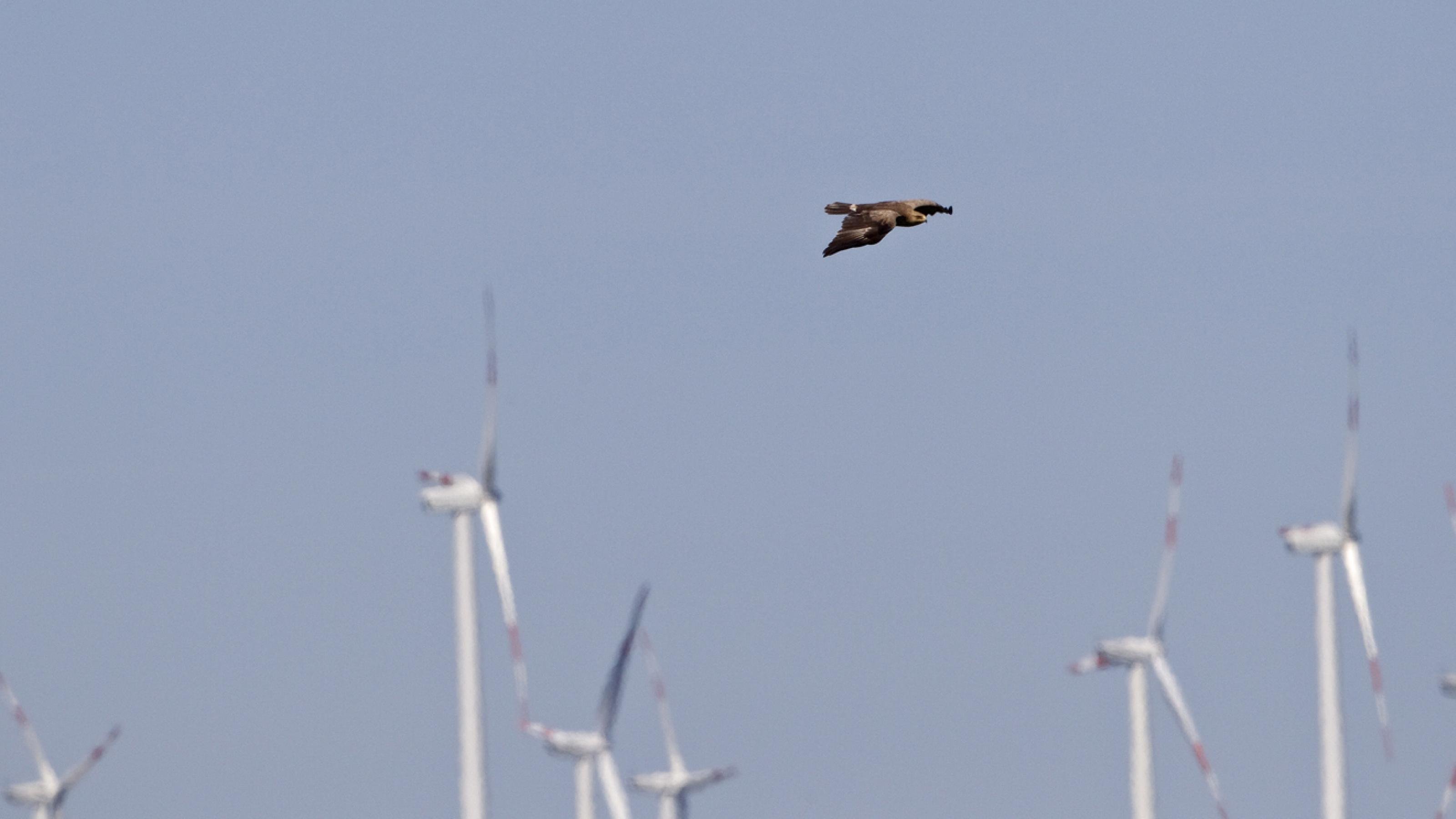 Ein Vogel fliegt in der Luft mit Windrädern im Hintergrund. [AI]