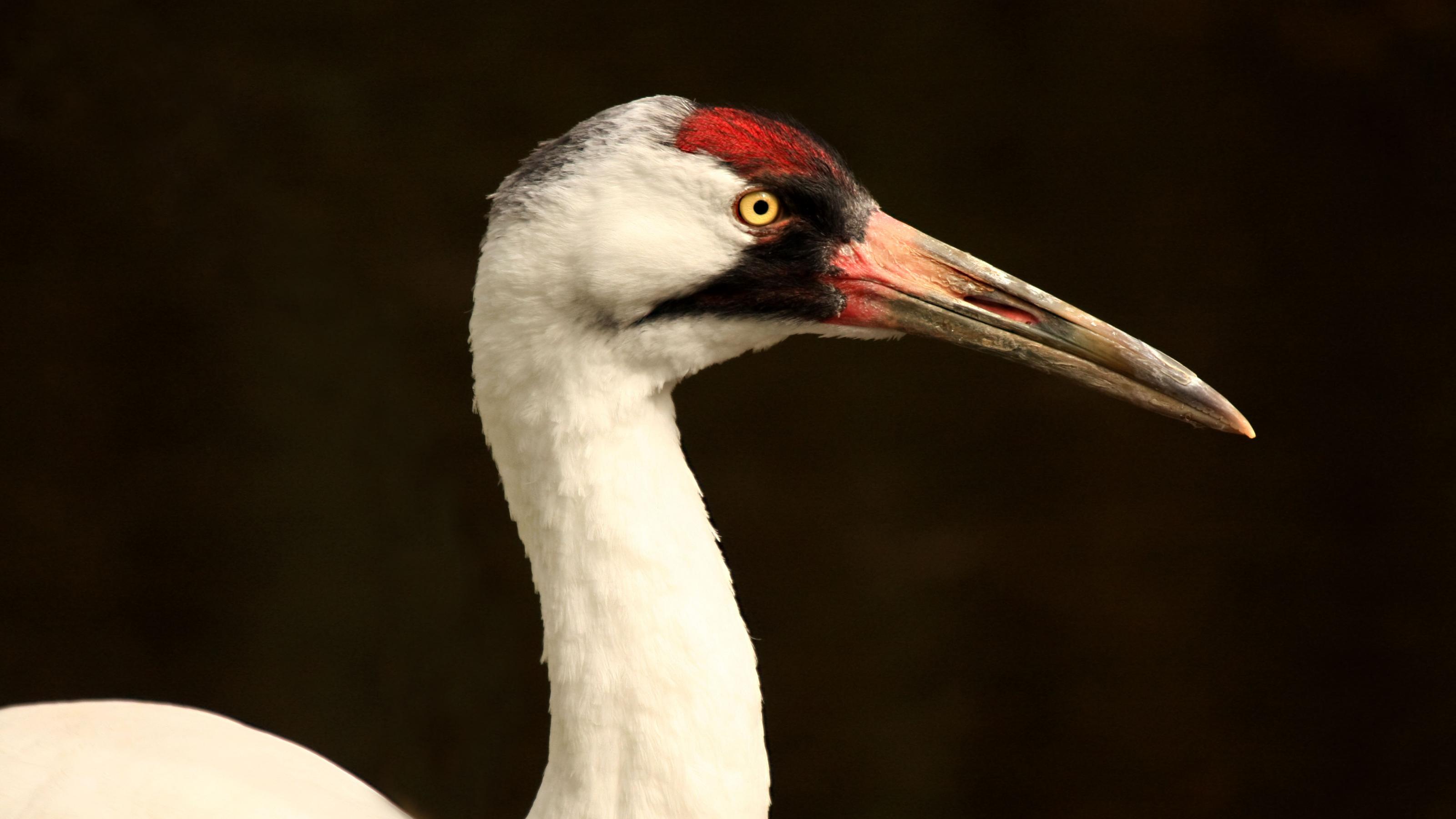 Die Nahaufnahme zeigt den Vogel von der Seite. Er hat einen S-förmigen Hals und einen sehr langen Schnabel.