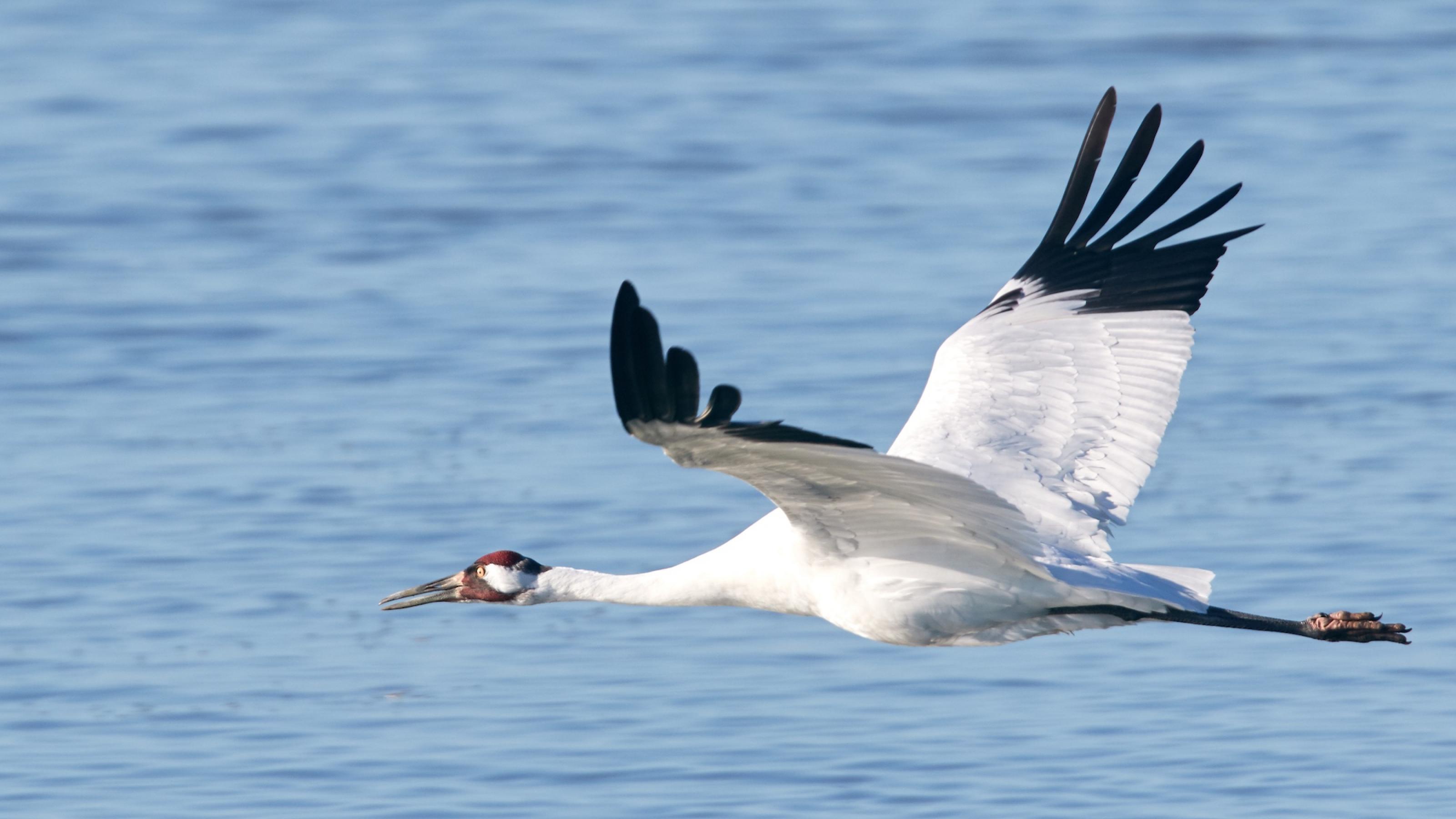 Ein Schreikranich fliegt knapp über dem Wasser.