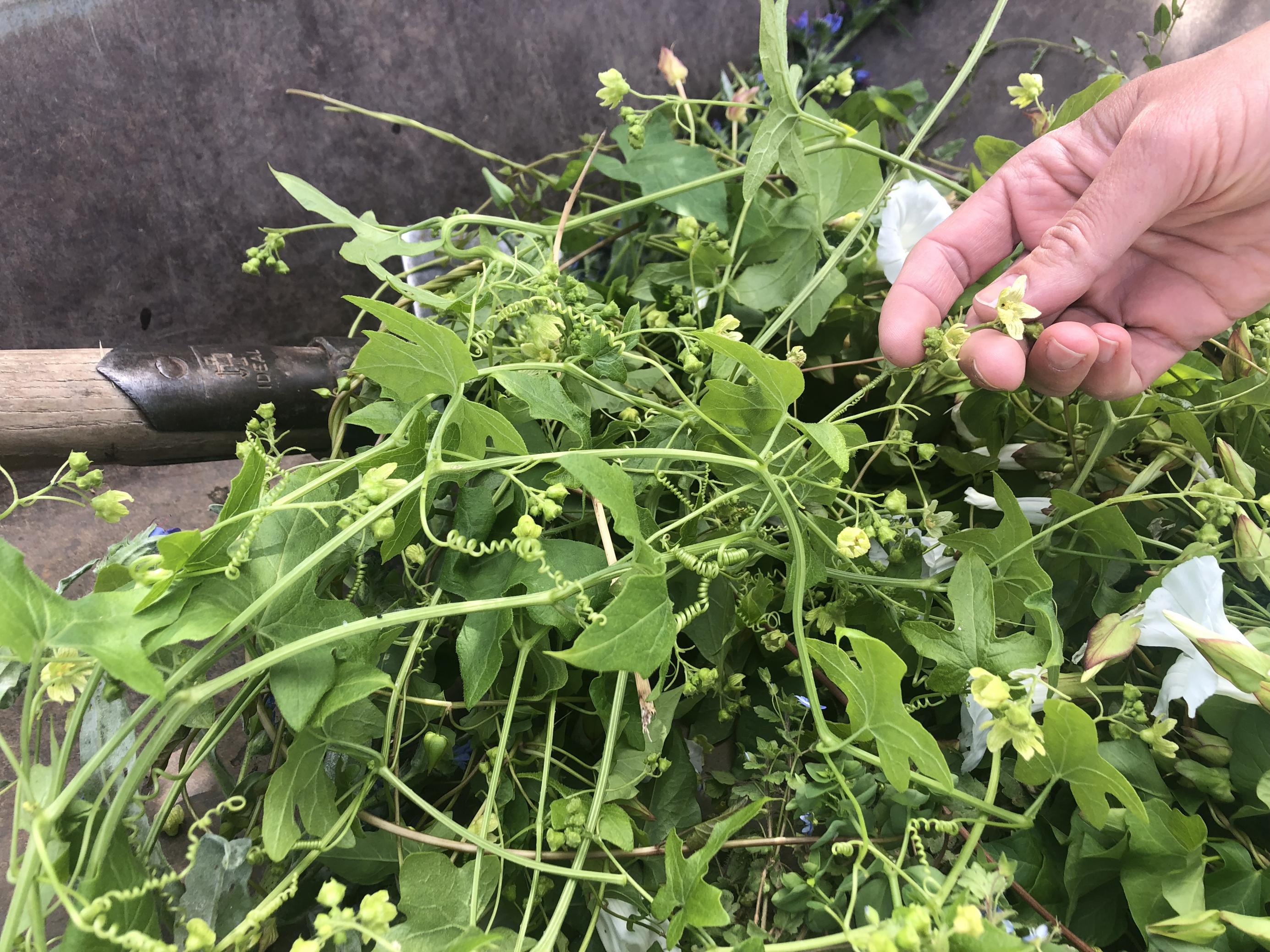 Cornelia Löhne hält die Blüte der Zaunrübe in der Hand. Die Früchte werden so groß wie Johannisbeeren, sind aber giftig.