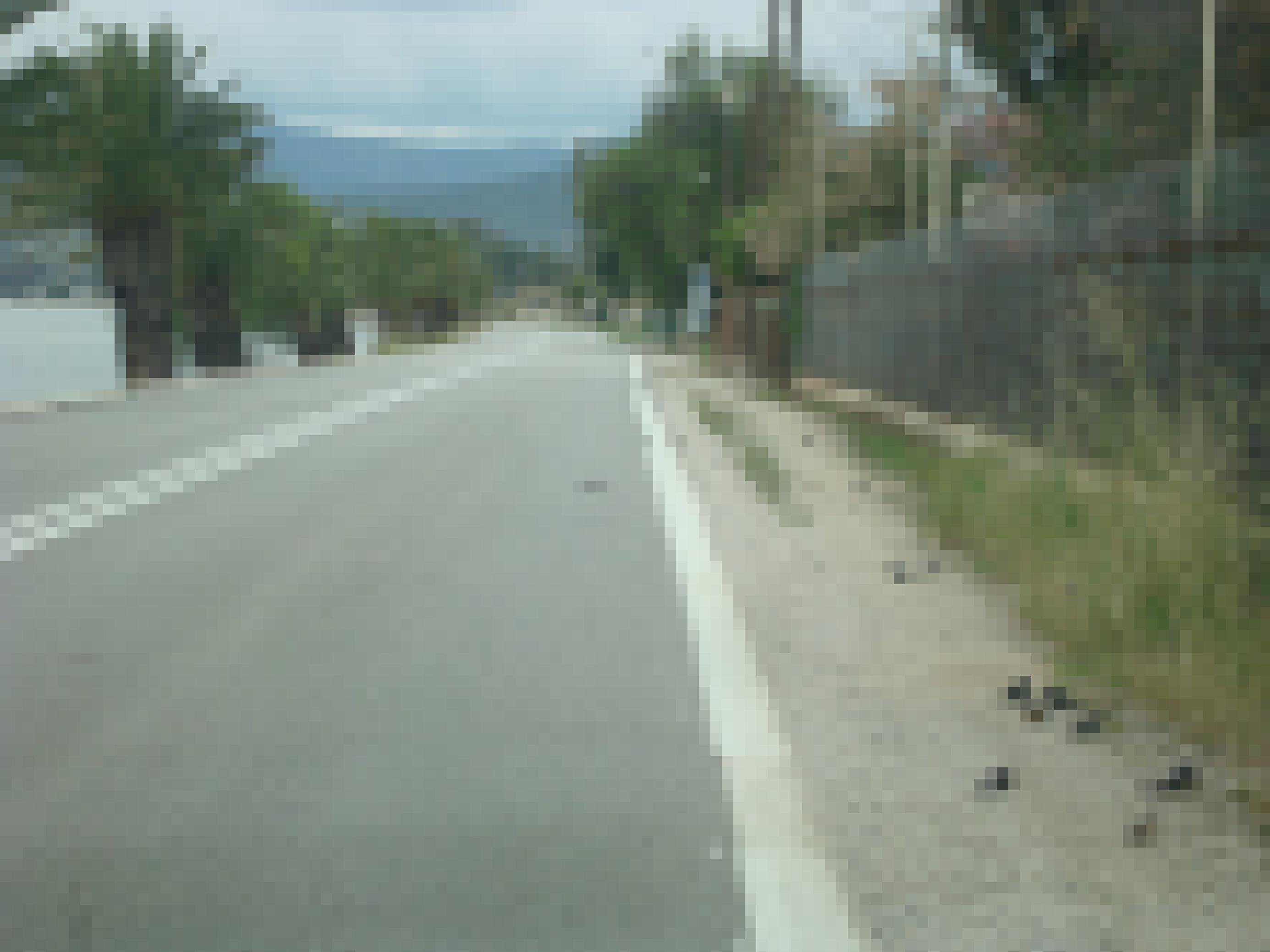 Eine Küstenstraße, auf der einige Vögel sitzen, vor allem Schwalben. Einzelne Tiere wurden überfahren.