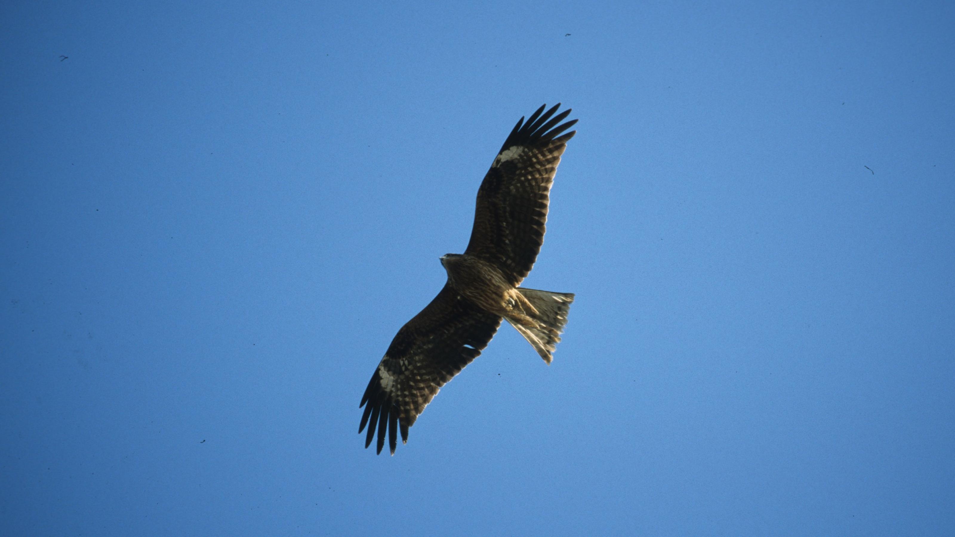 Ein Schwarzmilan im Flug, ein dunkler Vogel, den man daran erkennt, dass am Ende der Flügel nur 5 Federn prominent abstehen statt 6 Federn beim Rotmilan.