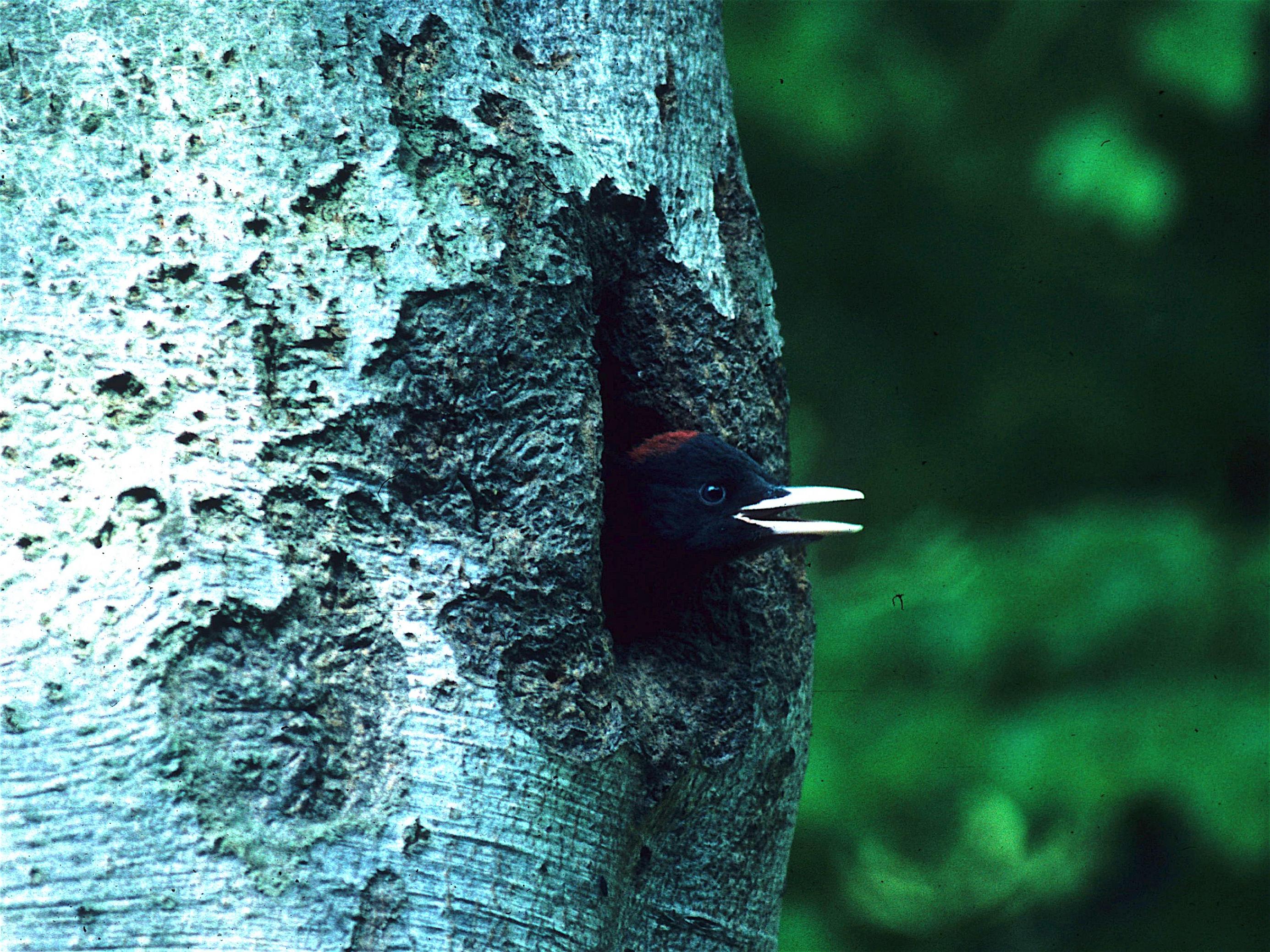 Schwarzspecht-Jungvogel guckt aus Baumhöhle heraus.