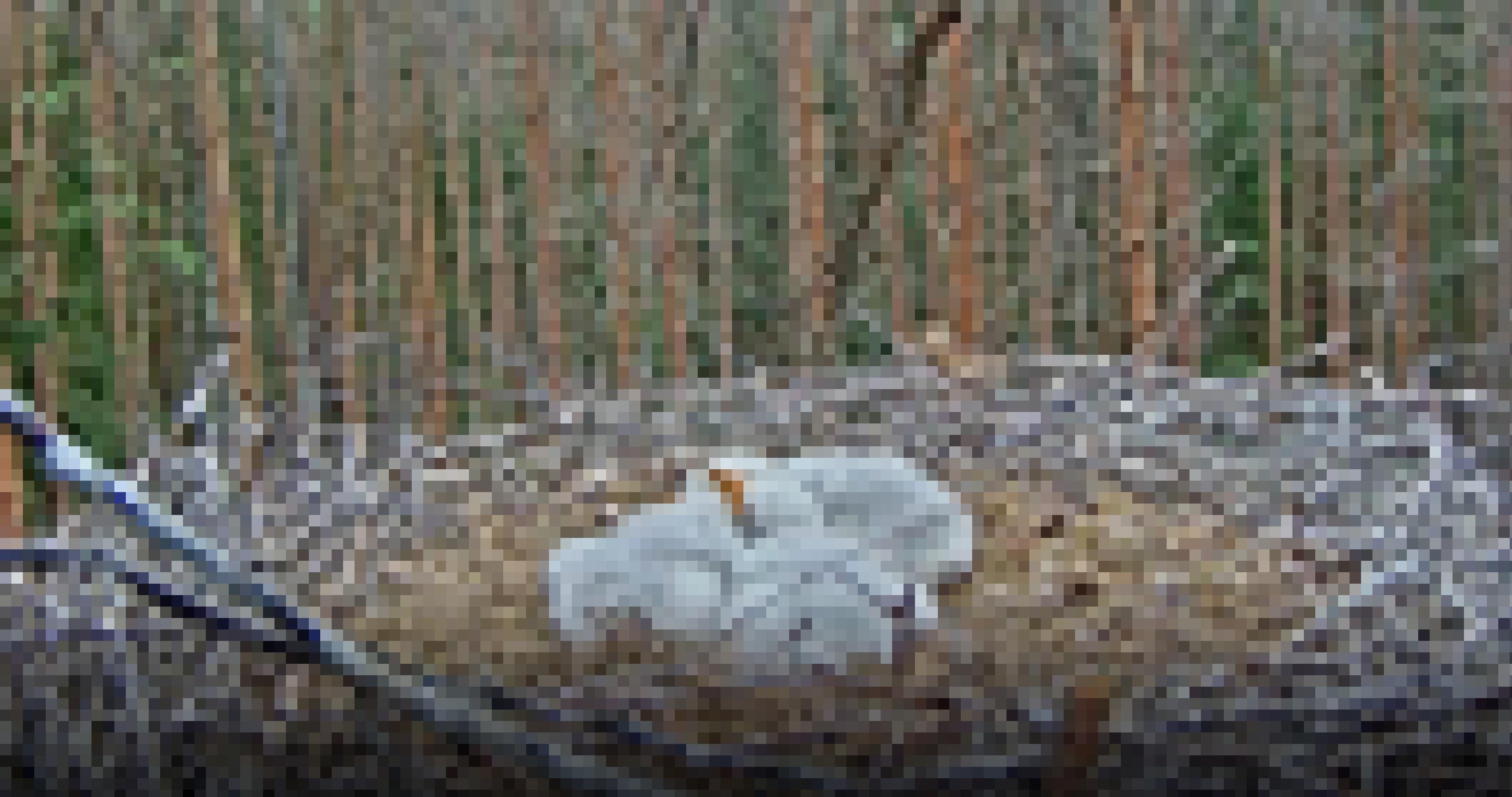 Vier flauschig weiße Küken schmiegen sich im Nest andeinander.