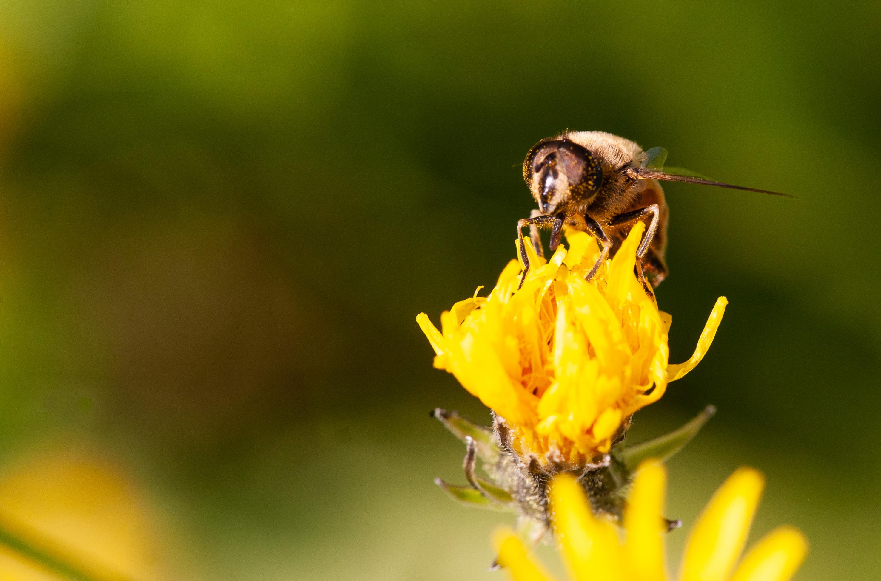 Eine Schwebfliege sitzt auf einer gelben Blüte. Sie hat kleine gelbe Pollenkörnchen auf den Augen.