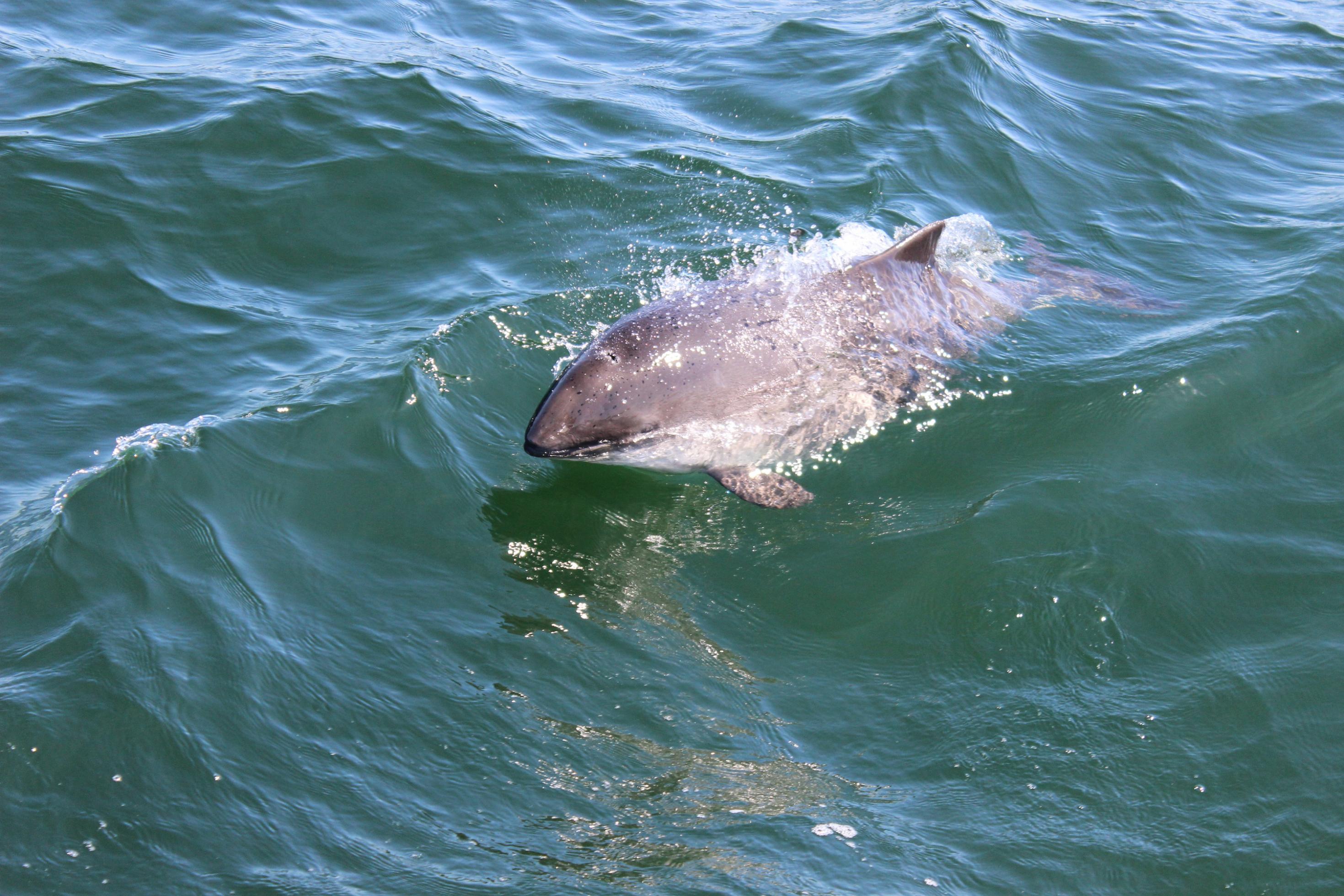 Ein Schweinswal taucht aus dem Wasser auf