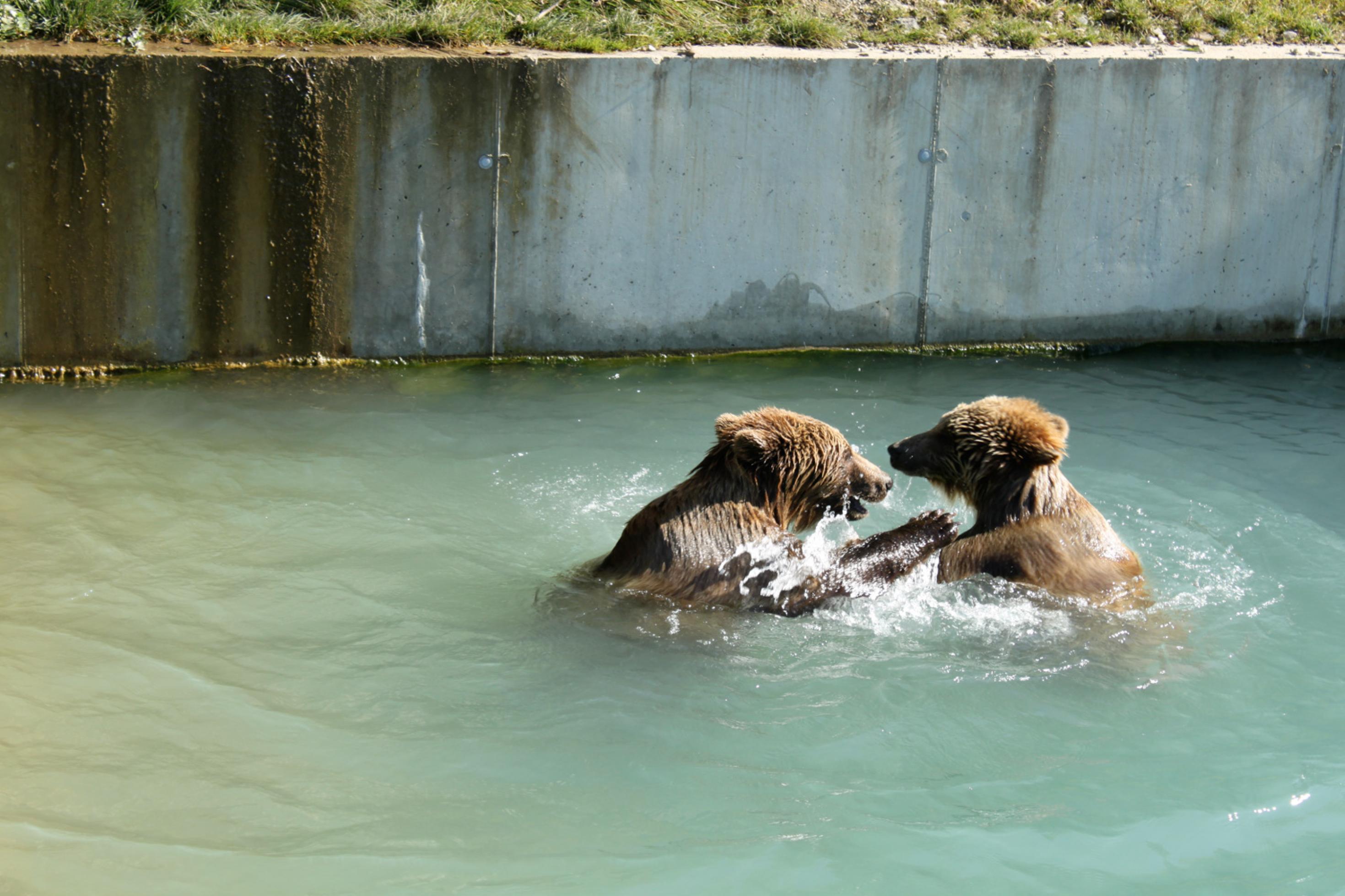 Zwei Bären baden im Fluss.