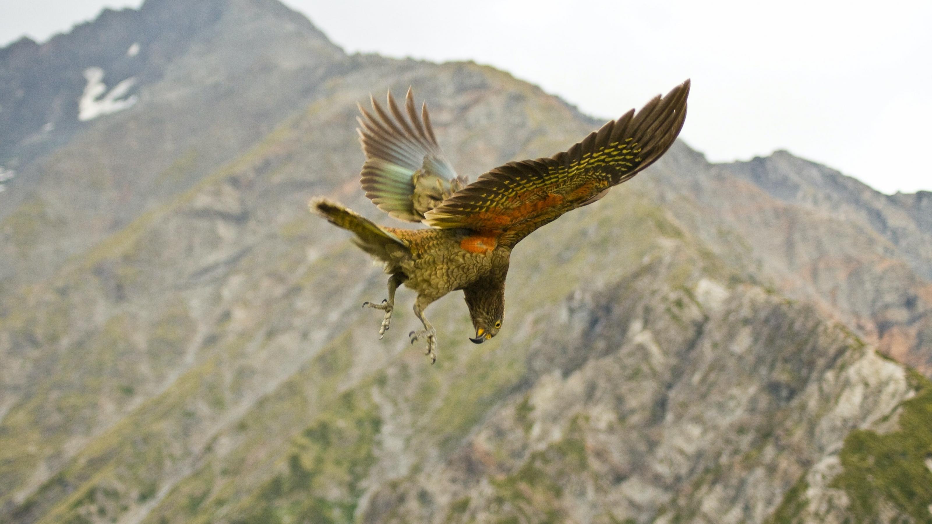 Ein Kea in Neuseeland, er fliegt und steht dabei quasi in der Luft.