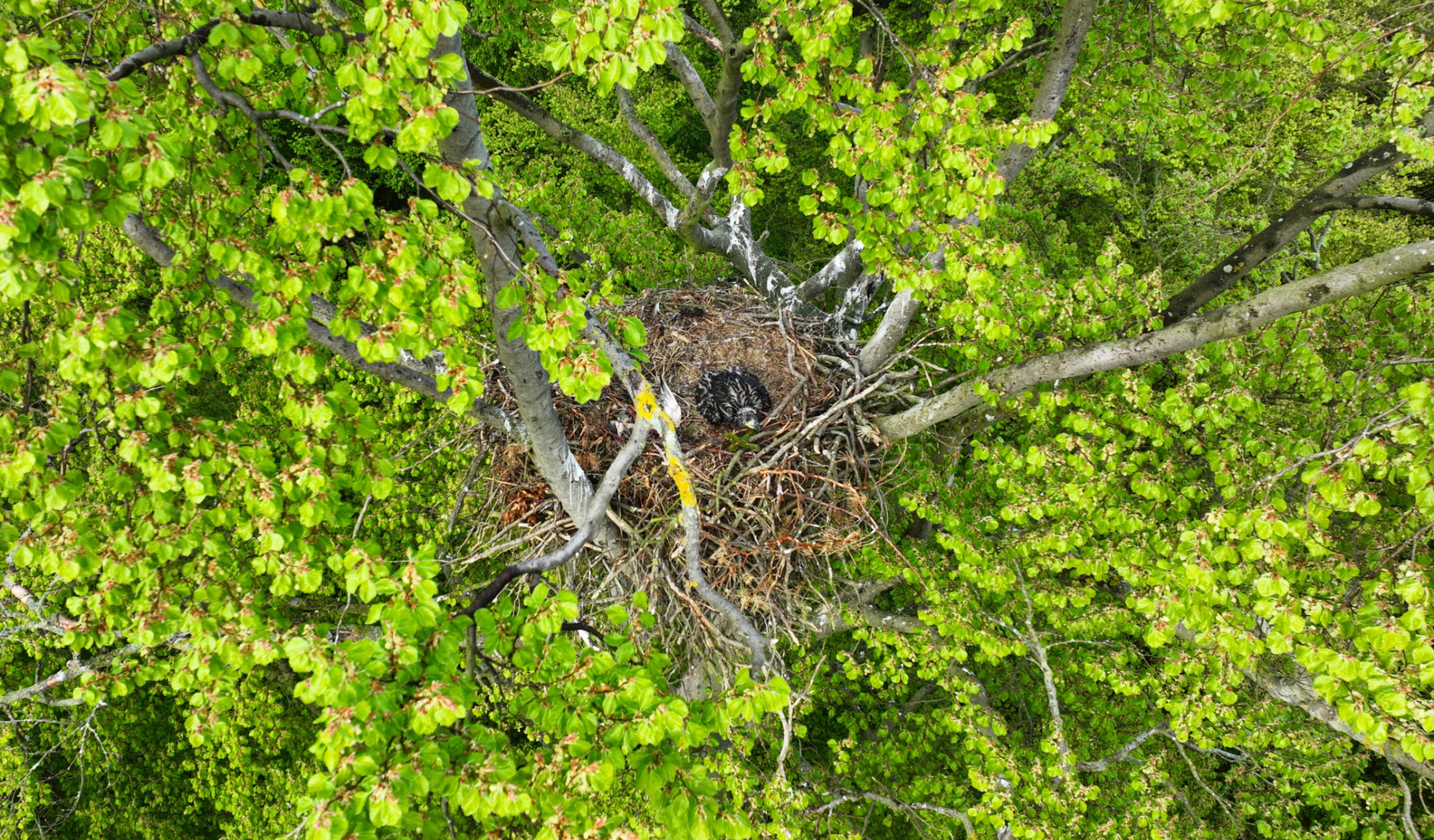 Drohnenfoto eines jungen Seeadlers im Nest von oben