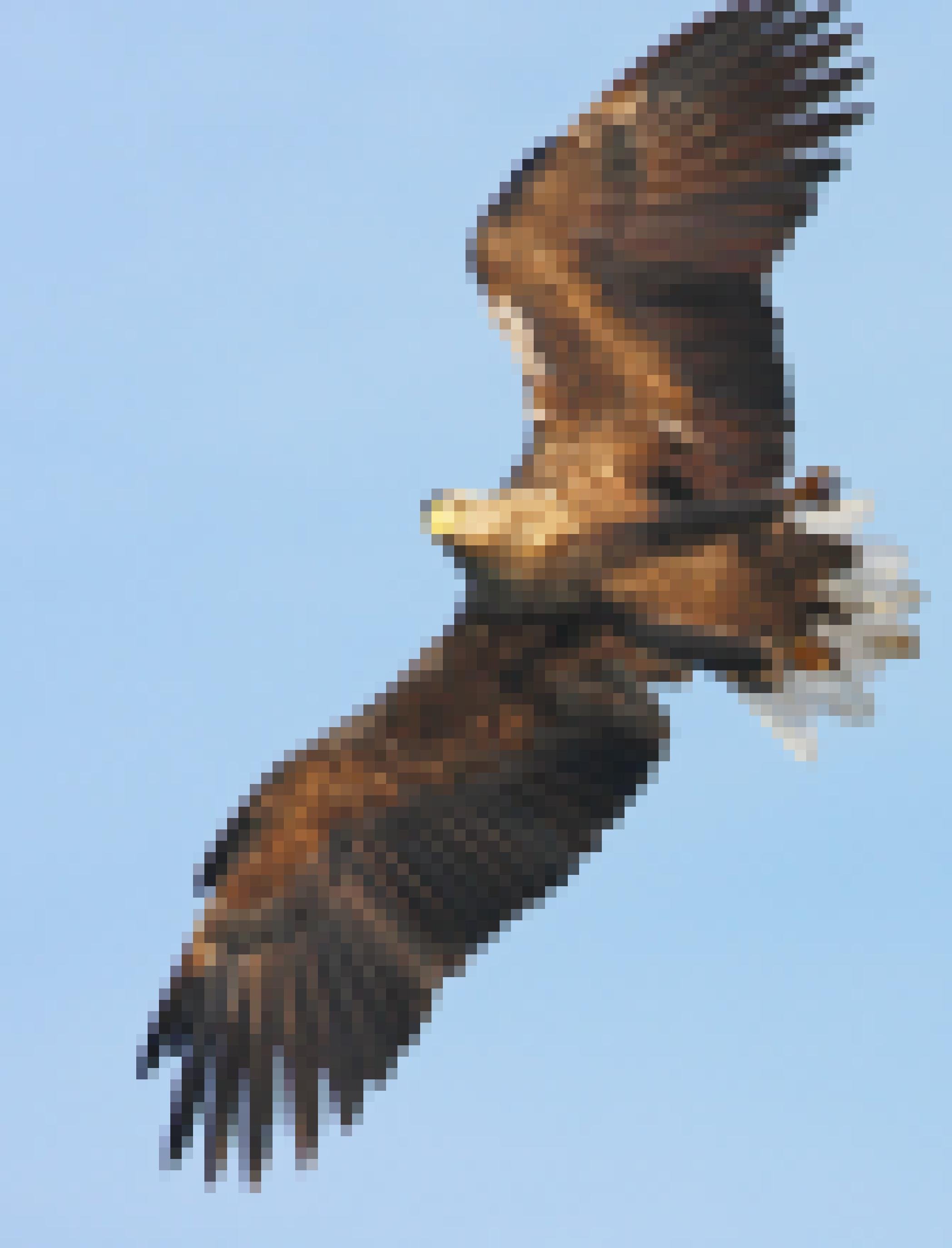 Ein Seeadler im Sturzflug auf den Betrachter, Nahaufnahme.