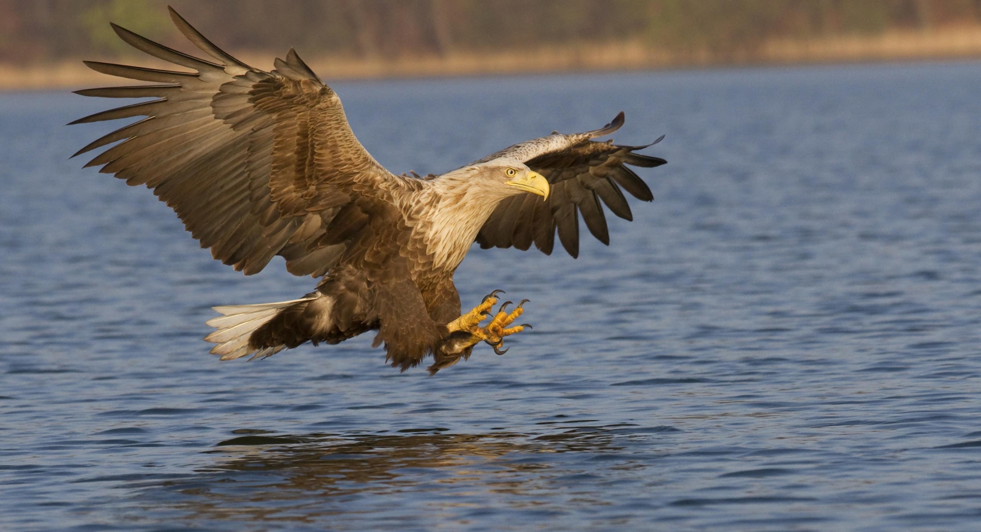 Ein Seeadler stößt mit nach vorne gestreckten Beinen auf die Wasseroberfläche eines Sees herab, um einen Fisch zu erbeuten