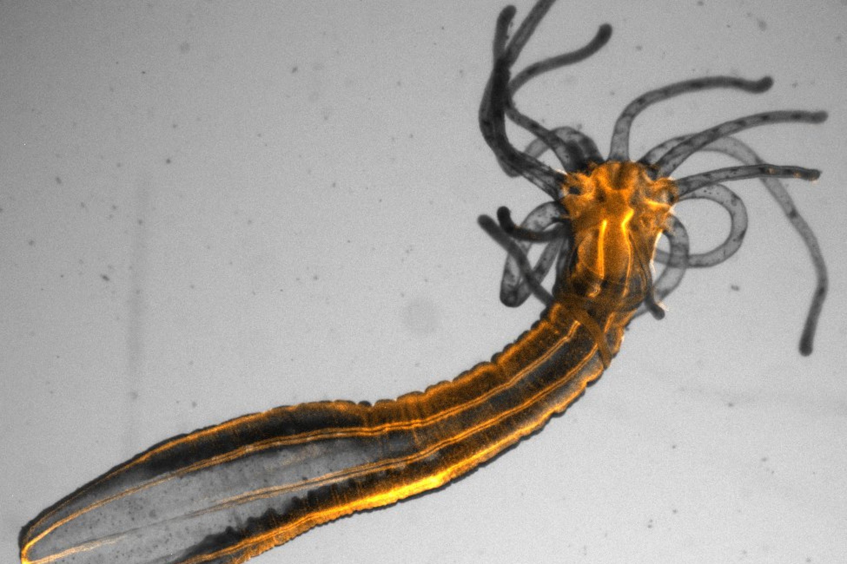 Vor hellgrauem Hintergrund wächst eine röhrenförmige dunkelgraue Seeanemone, aus deren oberen Ende mehrere dünne Tentakel entspringen. Tele des Körpers leuchten orange.