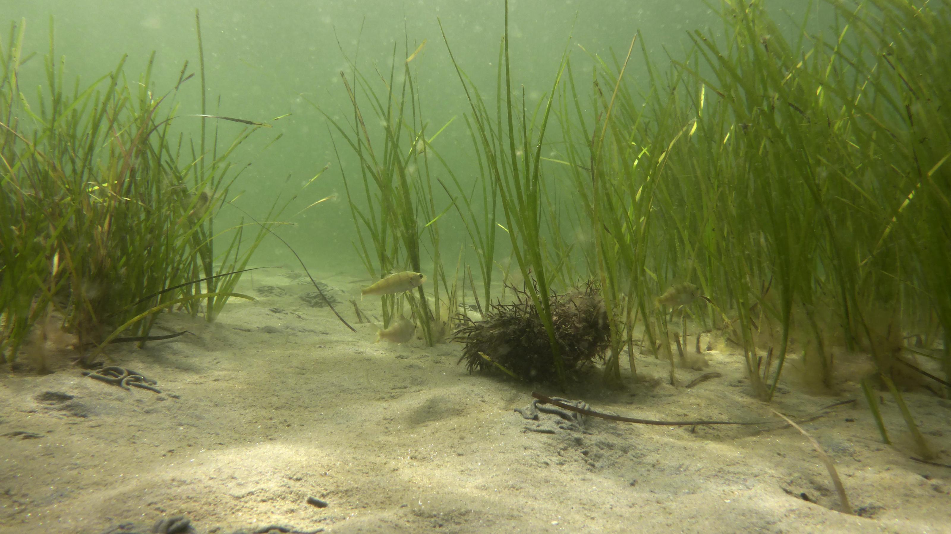 Seegraswiese in trübem, flachem Wasser mit einigen kleinen Fischen