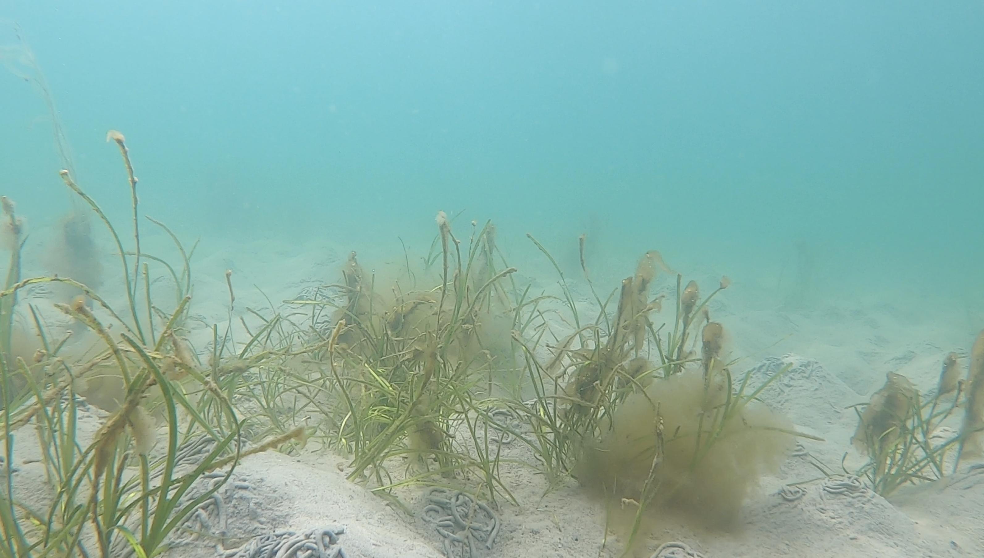 Seegraswiese in türkisem Wasser. Auf dem Sandboden sind Häufchen von Wattwürmern zu sehen.