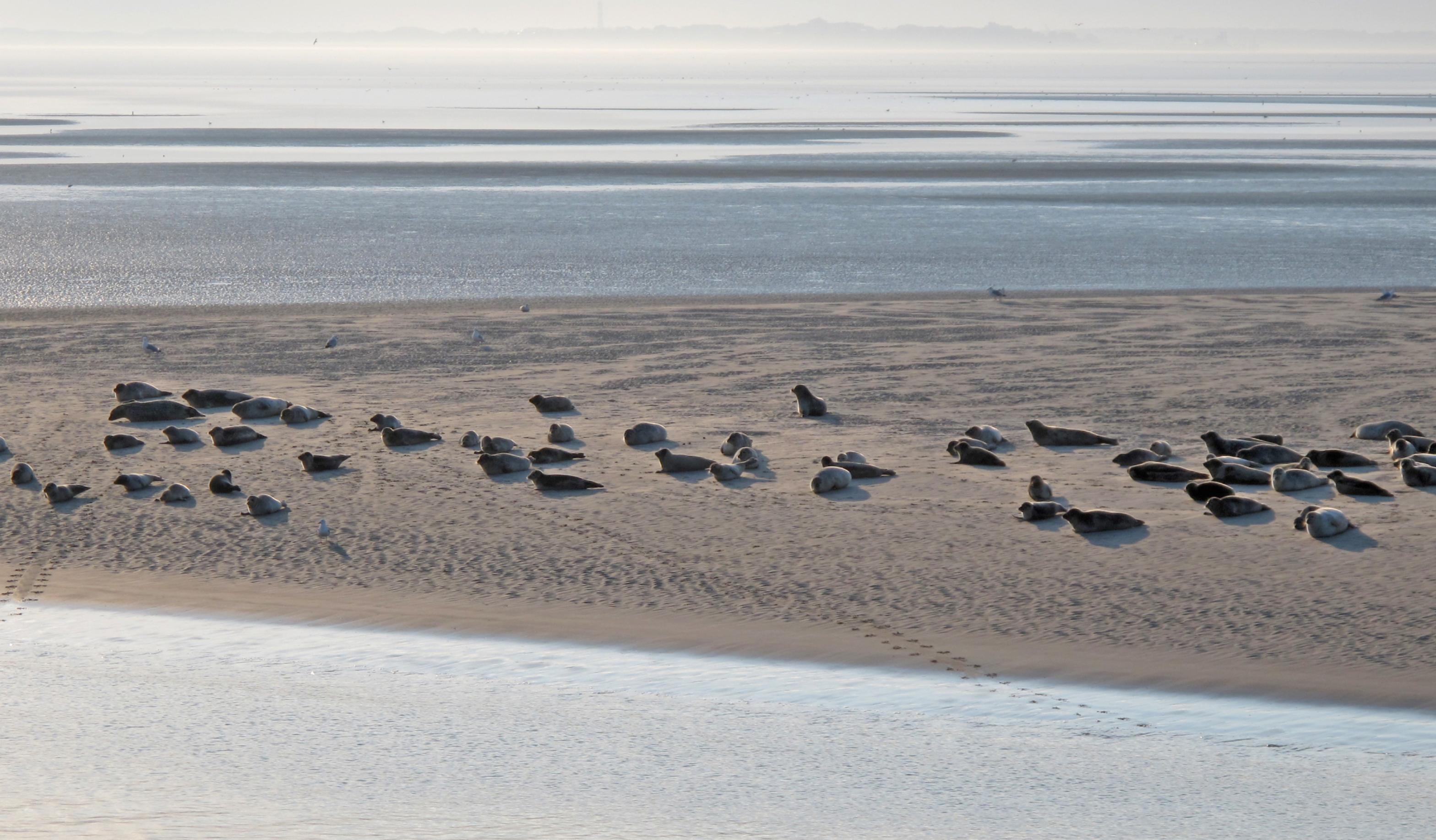 Seehunde auf einer Sandbank