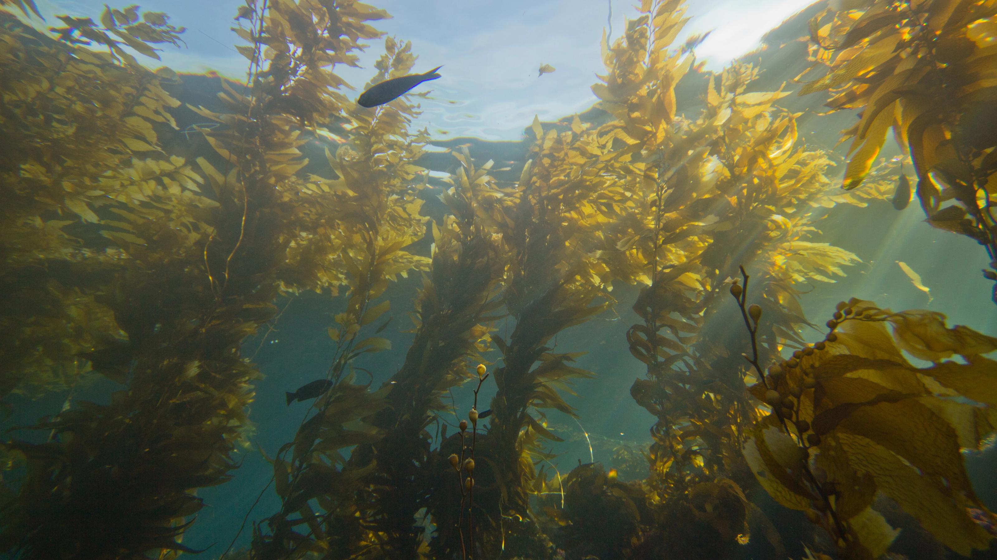 Viele braune Algen sind nahe der Wasseroberfläche zu sehen. Auch einige Fische schwimmen im Wasser.