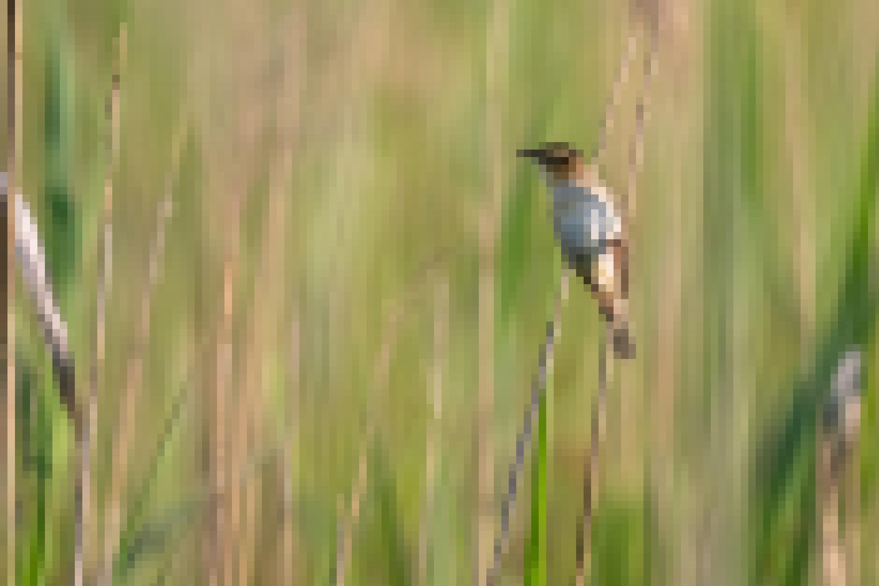 Der Seggenrohrsänger ist ein kleiner Singvogel mit einem braunen Federkleid. Er lebt in Schilfgürteln und benötigt feuchte Habitate.