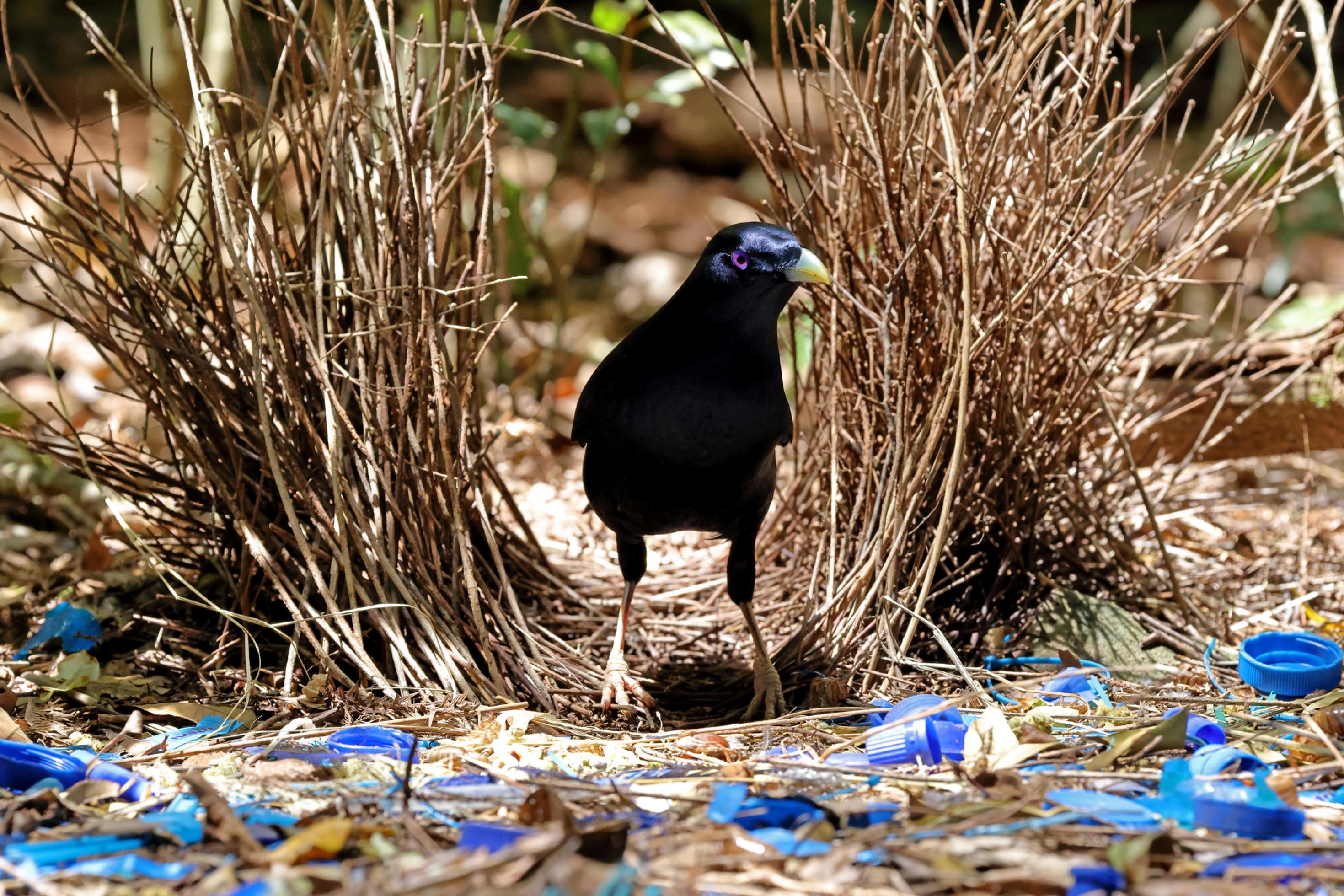 Ein dunkelblauer Vogel steht zwischen Grashalmen, blaue Flaschenverschlüsse liegen vor seinen Füßen